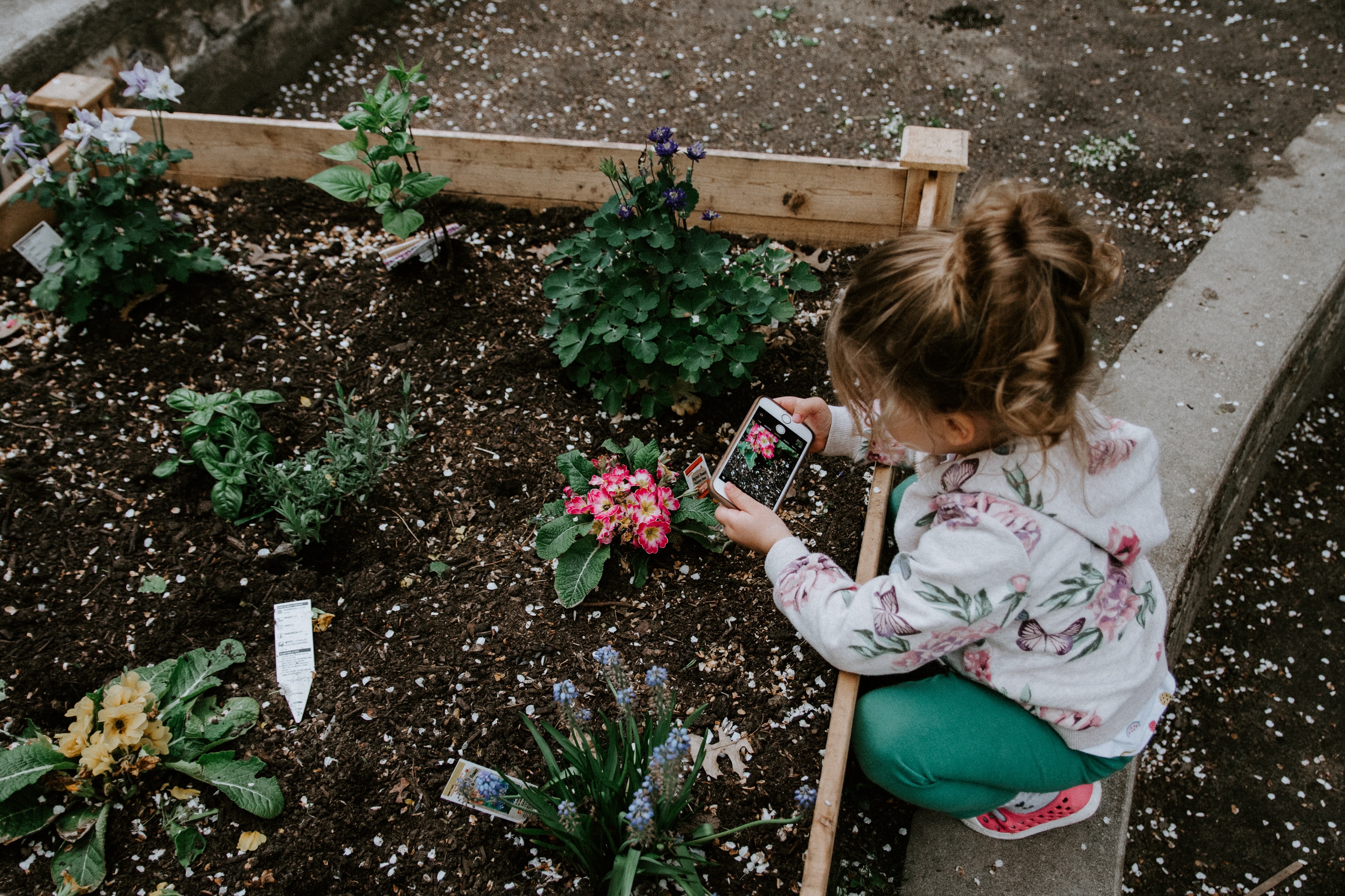 flowers, miscellanea, miscellaneous, flower bed, flowerbed, girl, photographer, child, hobby, interest