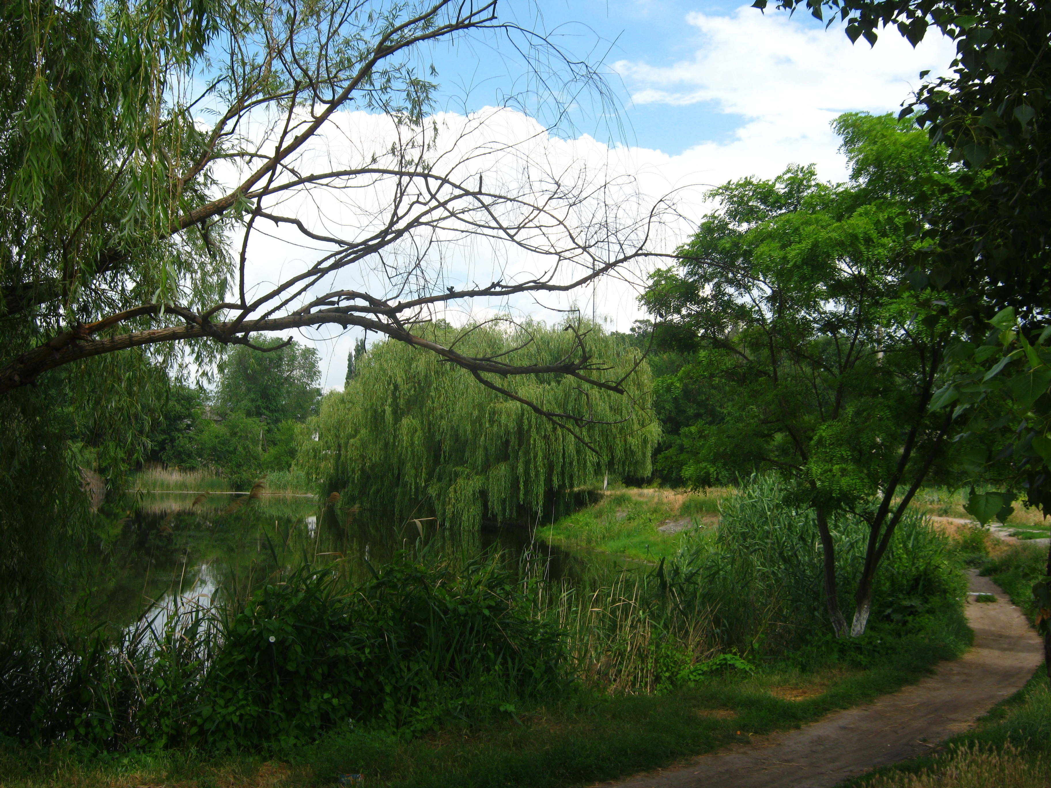 1920x1080 Background rivers, nature, summer, path, willow, and you