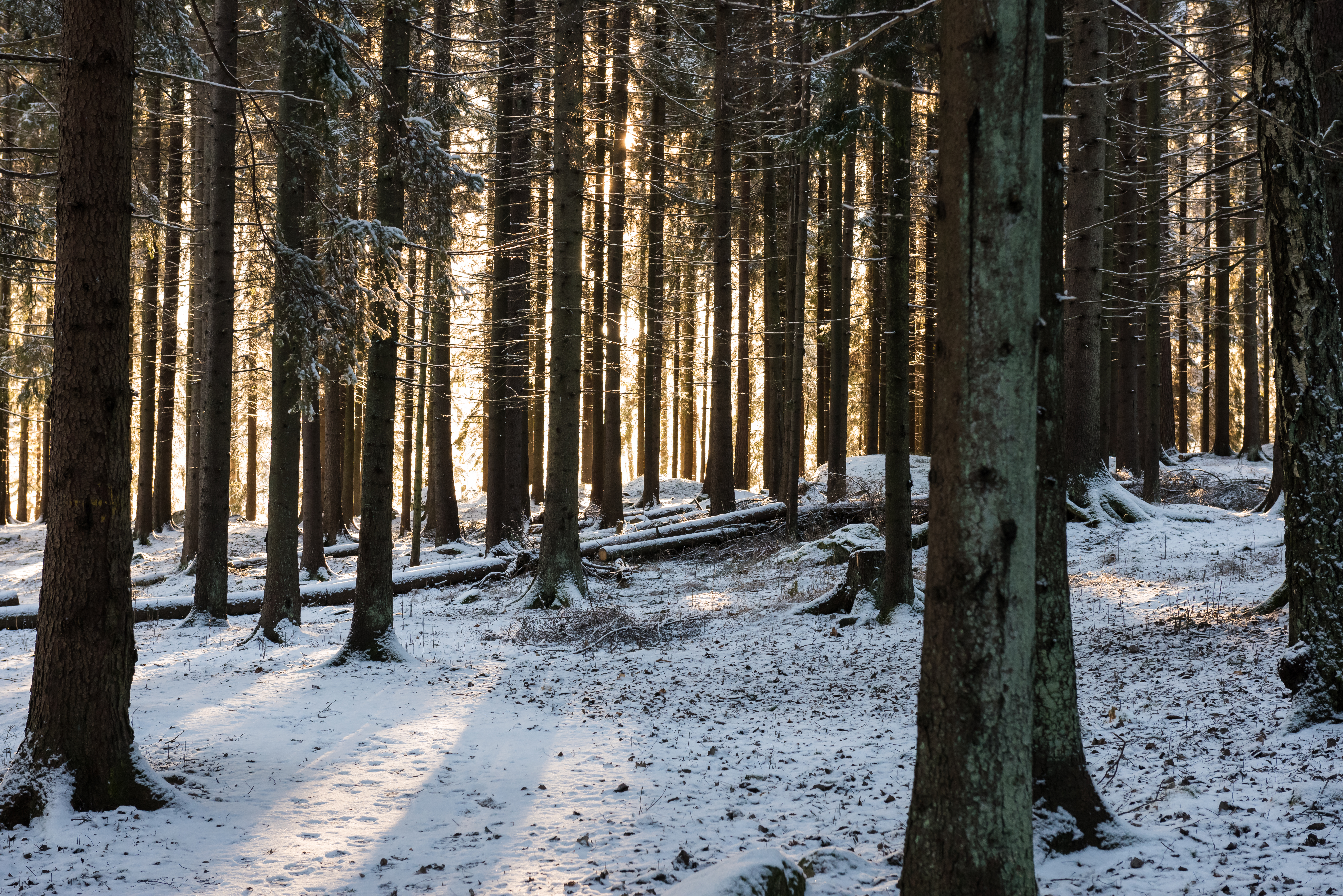 136372画像をダウンロード冬, 自然, 雪, 森林, 森, 日光, 太陽の光-壁紙とスクリーンセーバーを無料で