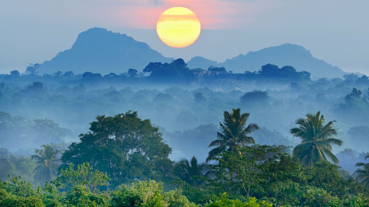 Тропические леса Шри Ланка