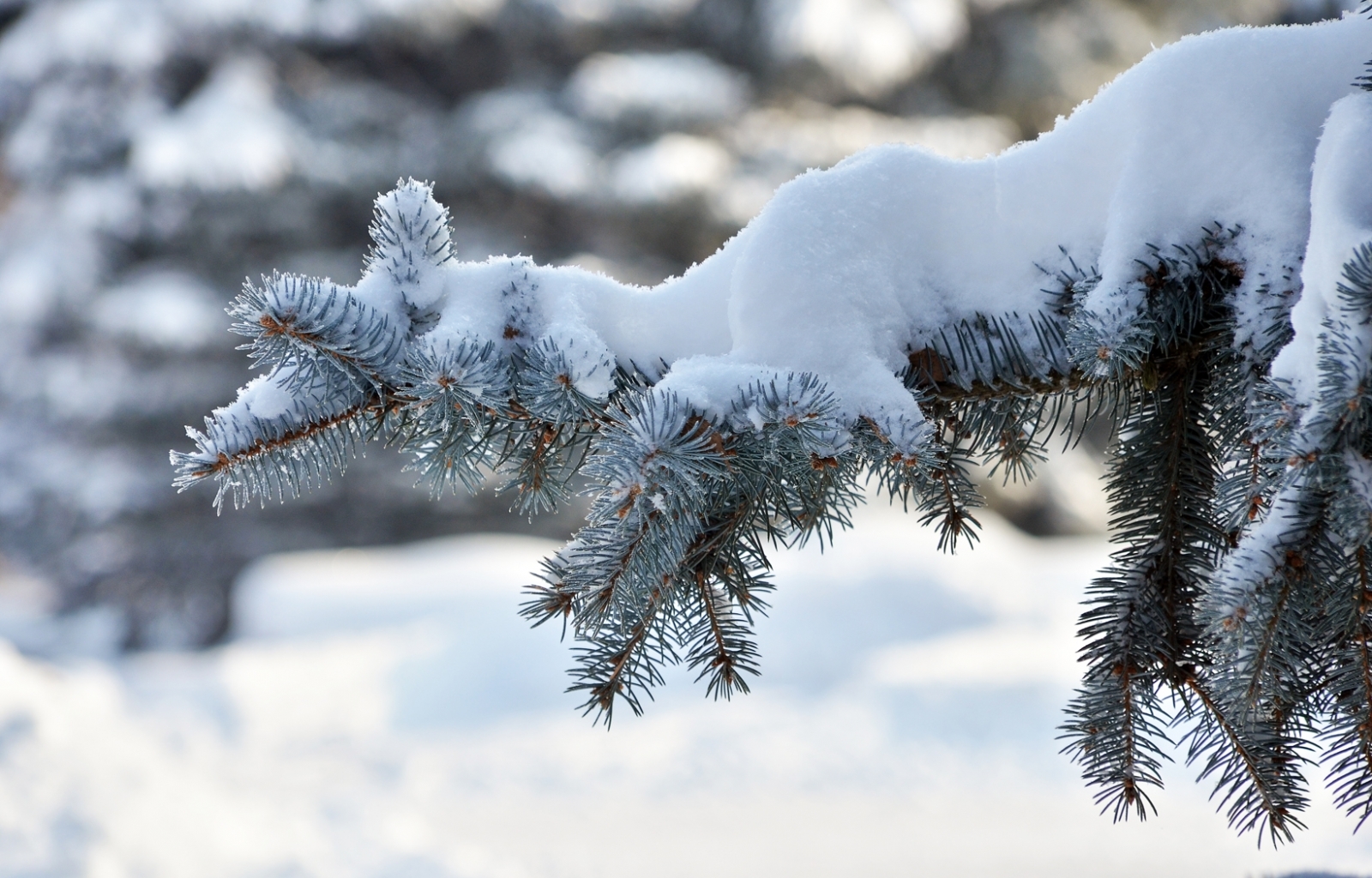 Download mobile wallpaper Snow, Fir Trees, Plants for free.