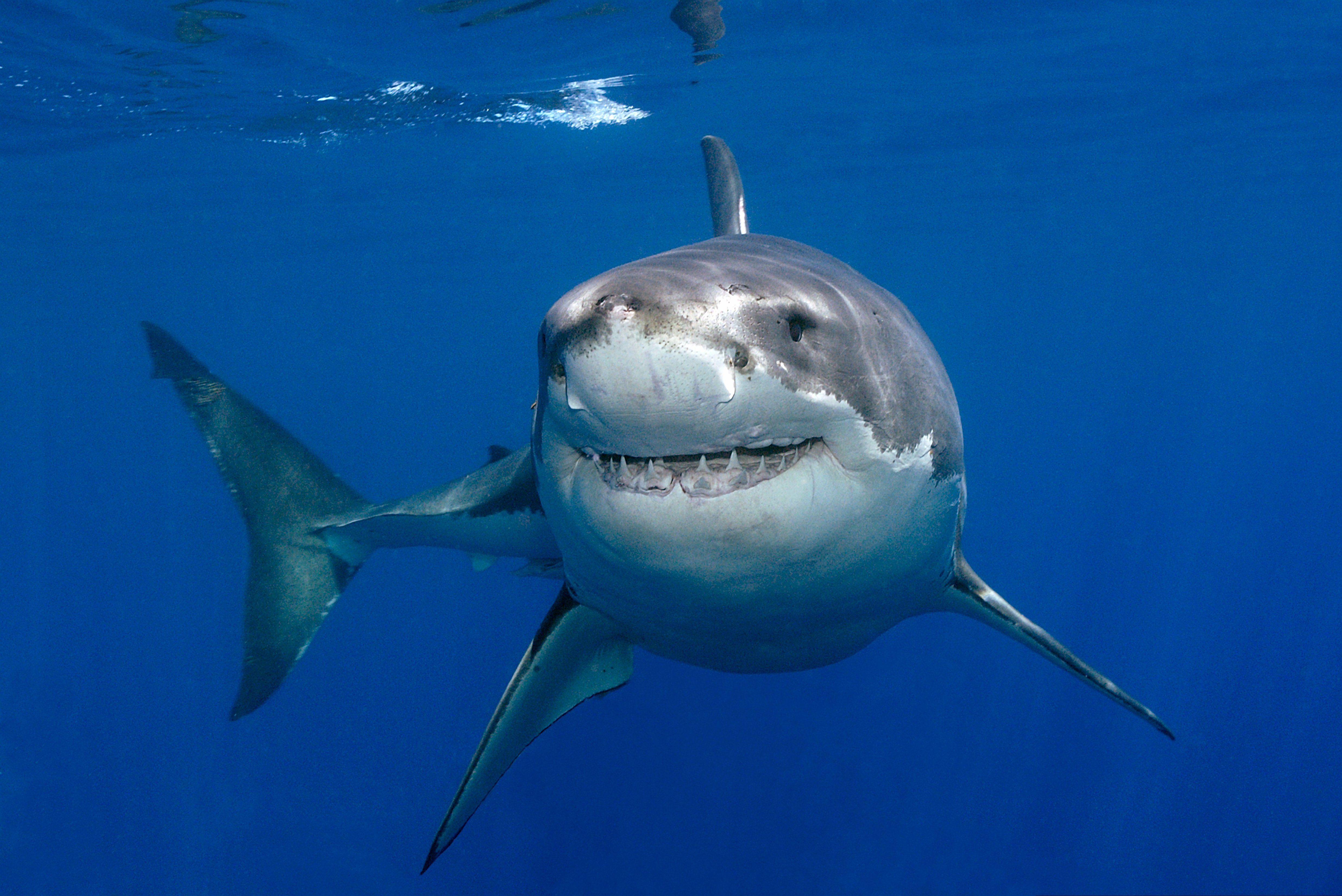 Free download wallpaper Sharks, Animal, Fish, Underwater, Shark, Great White Shark on your PC desktop