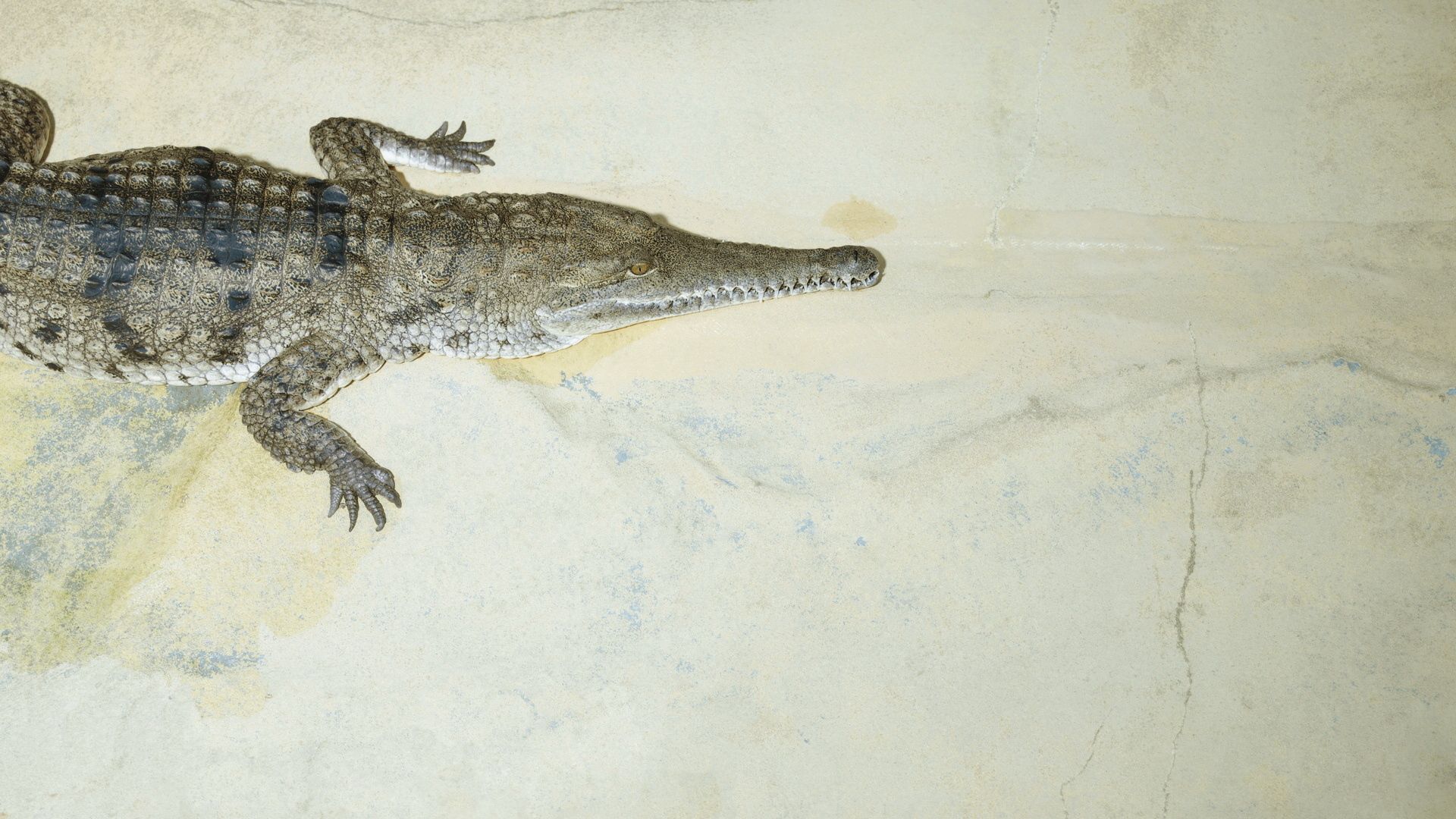 HD wallpaper animals, to fall, mouth, small, crocodile