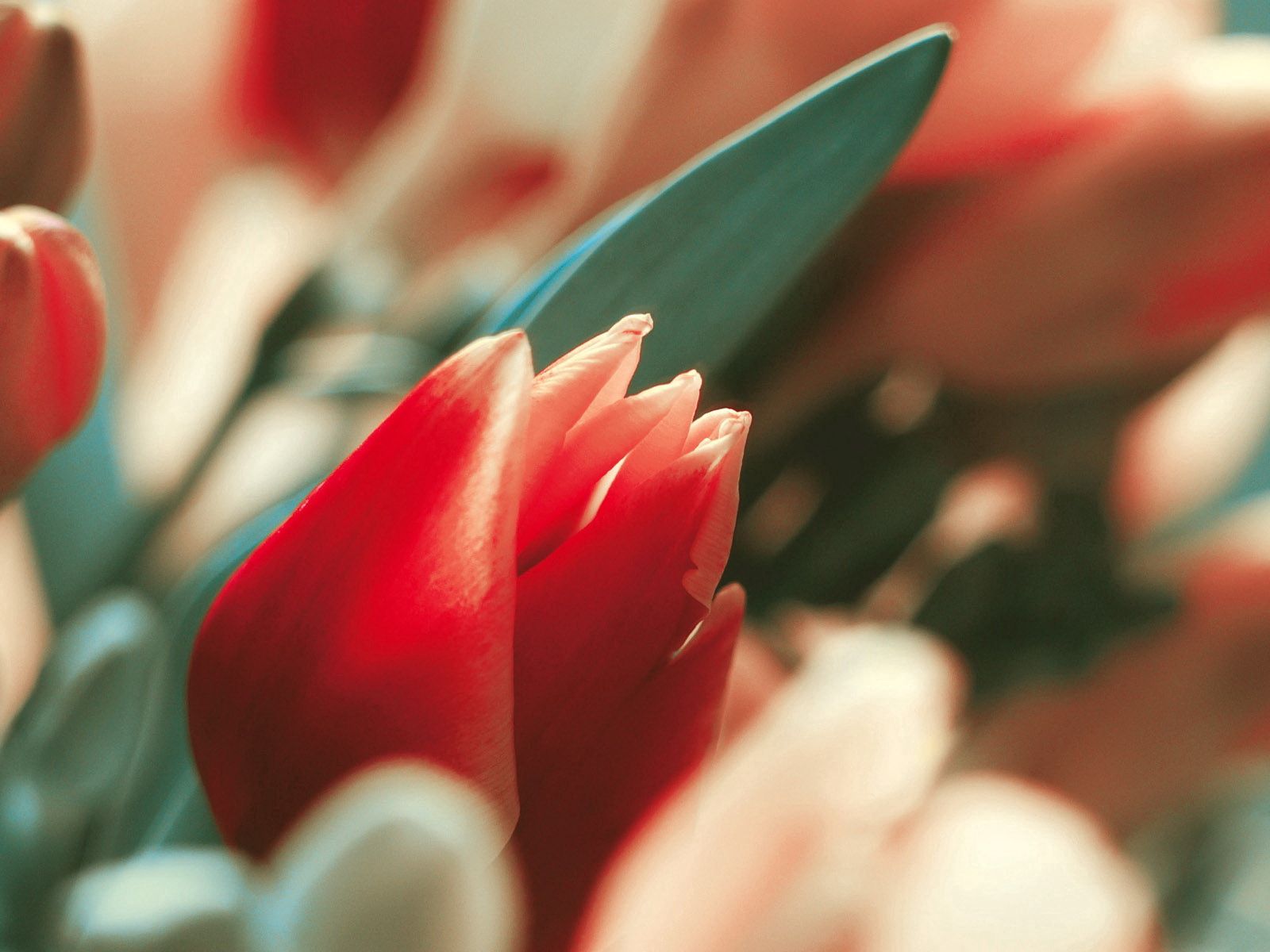 Téléchargez des papiers peints mobile Macro, Tige, Bourgeon, Tulipe, Fleur gratuitement.
