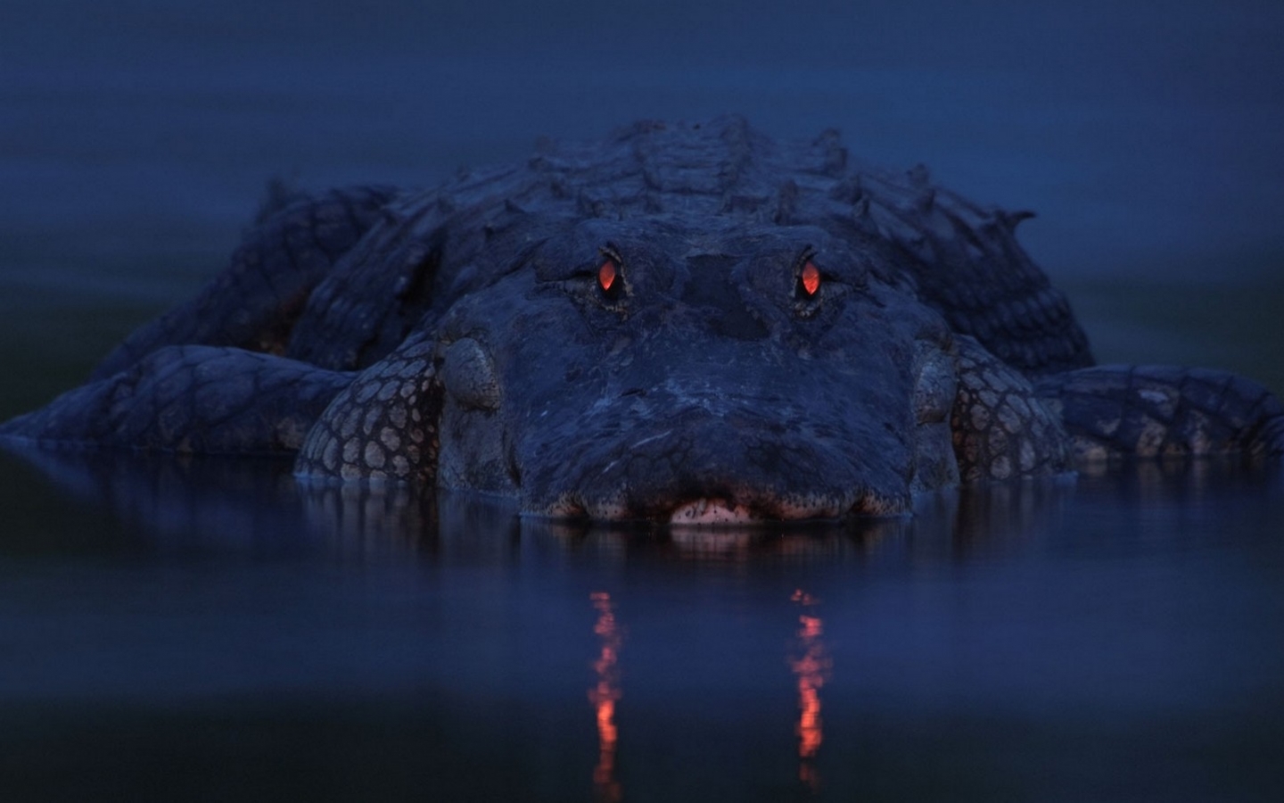 crocodiles, animals, blue HD wallpaper