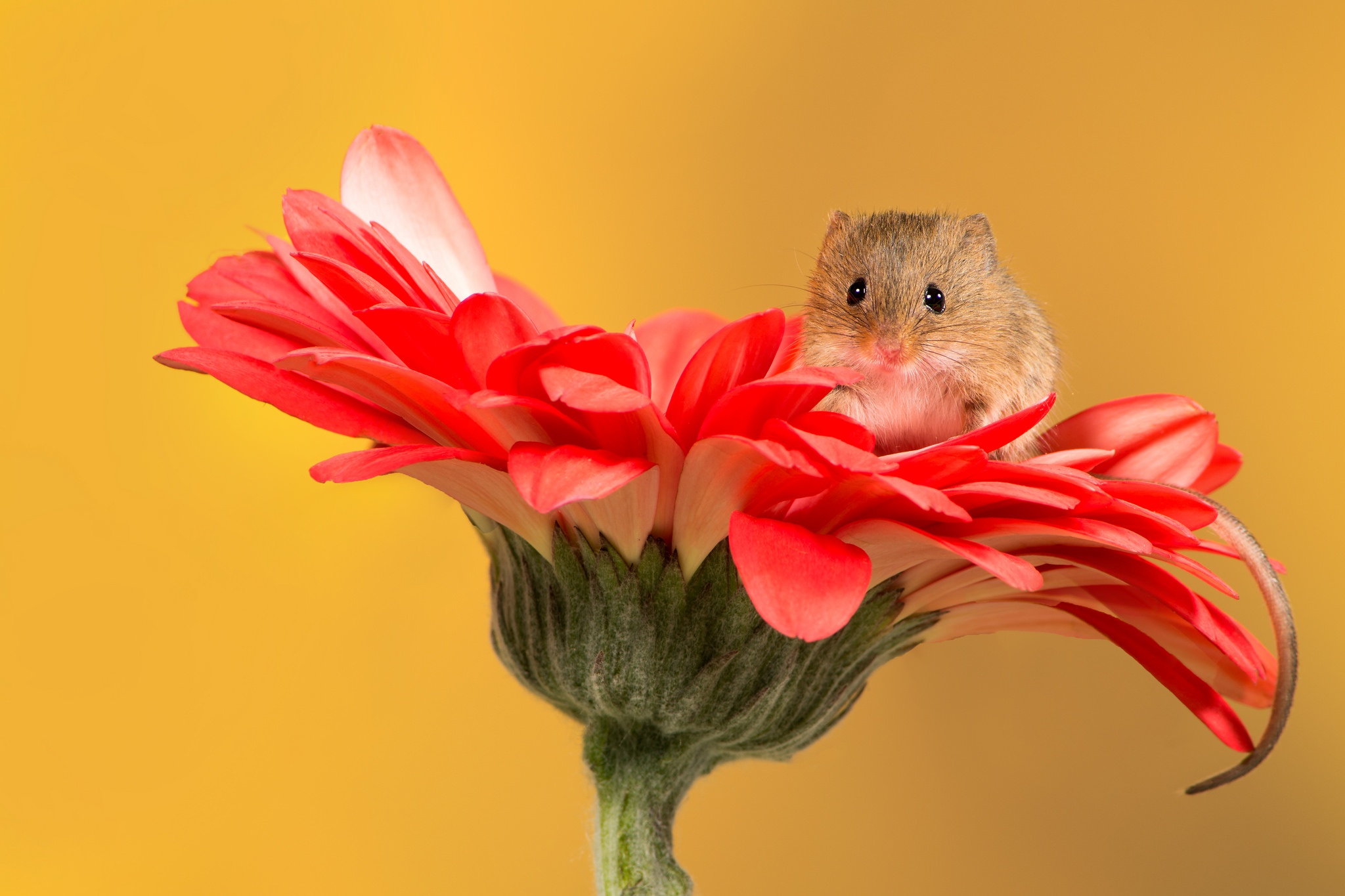 Мышка с цветочком