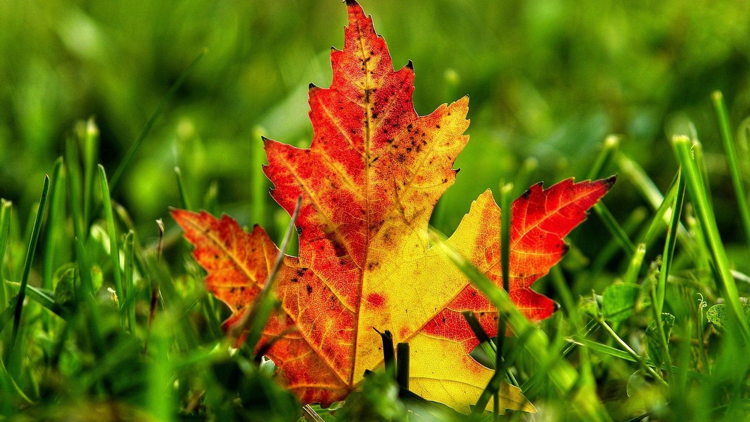 Осень природа листья
