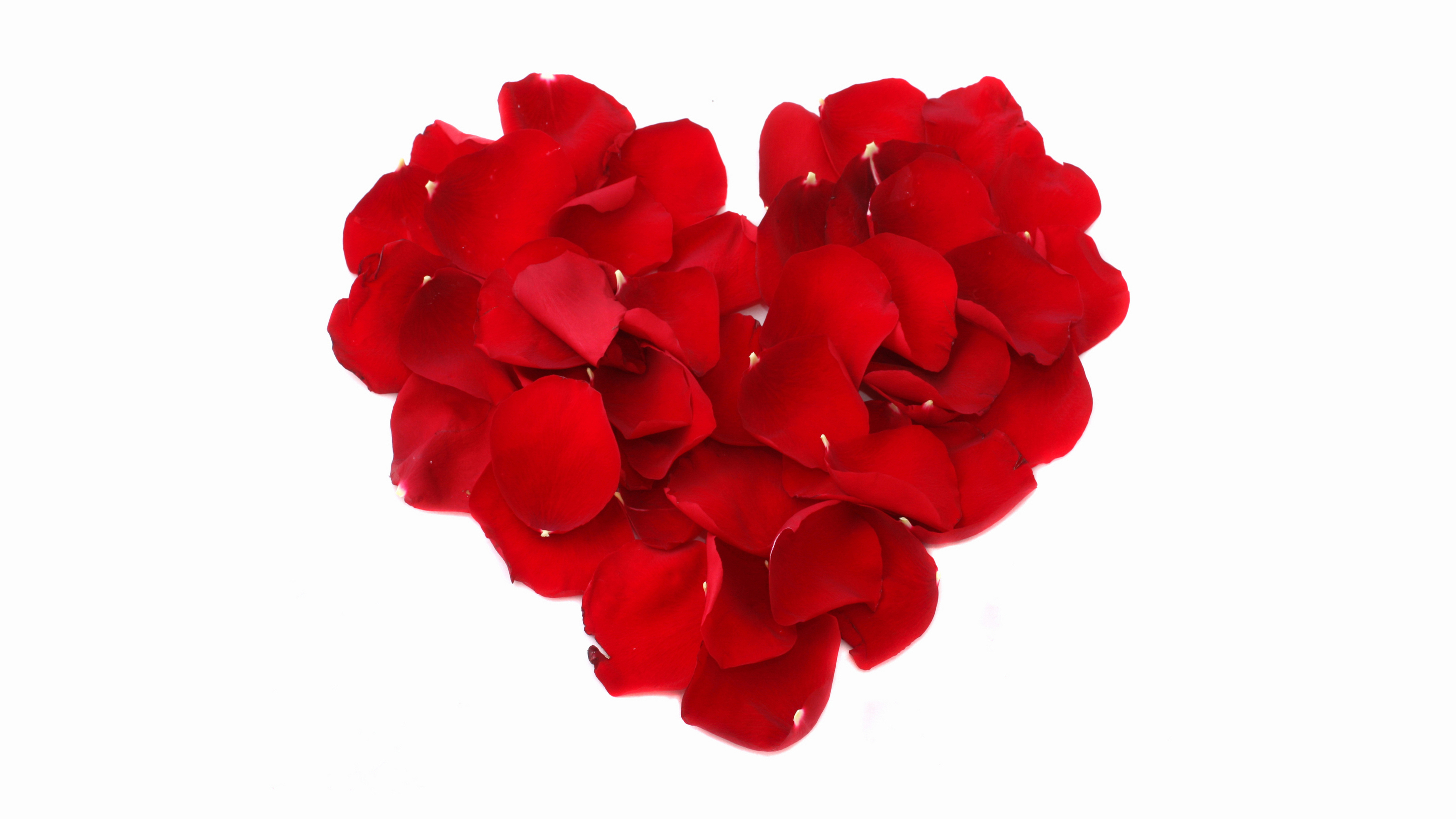Сердечки красные розовые. Лепестки роз. Красный цветок. Сердце из лепестков роз. Сердце из цветов.