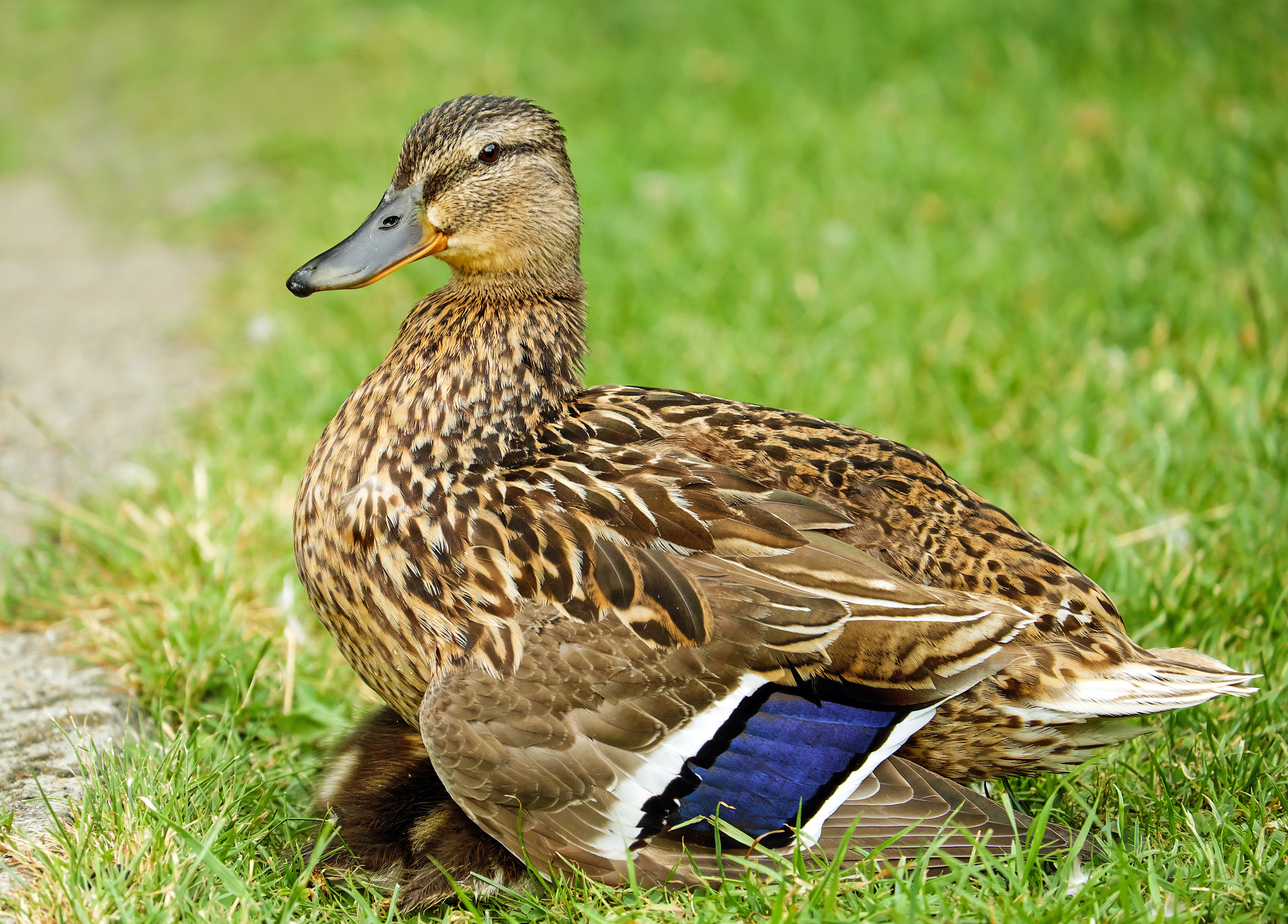 Laden Sie das Grass, Feder, Vogel, Ente, Tiere-Bild kostenlos auf Ihren PC-Desktop herunter