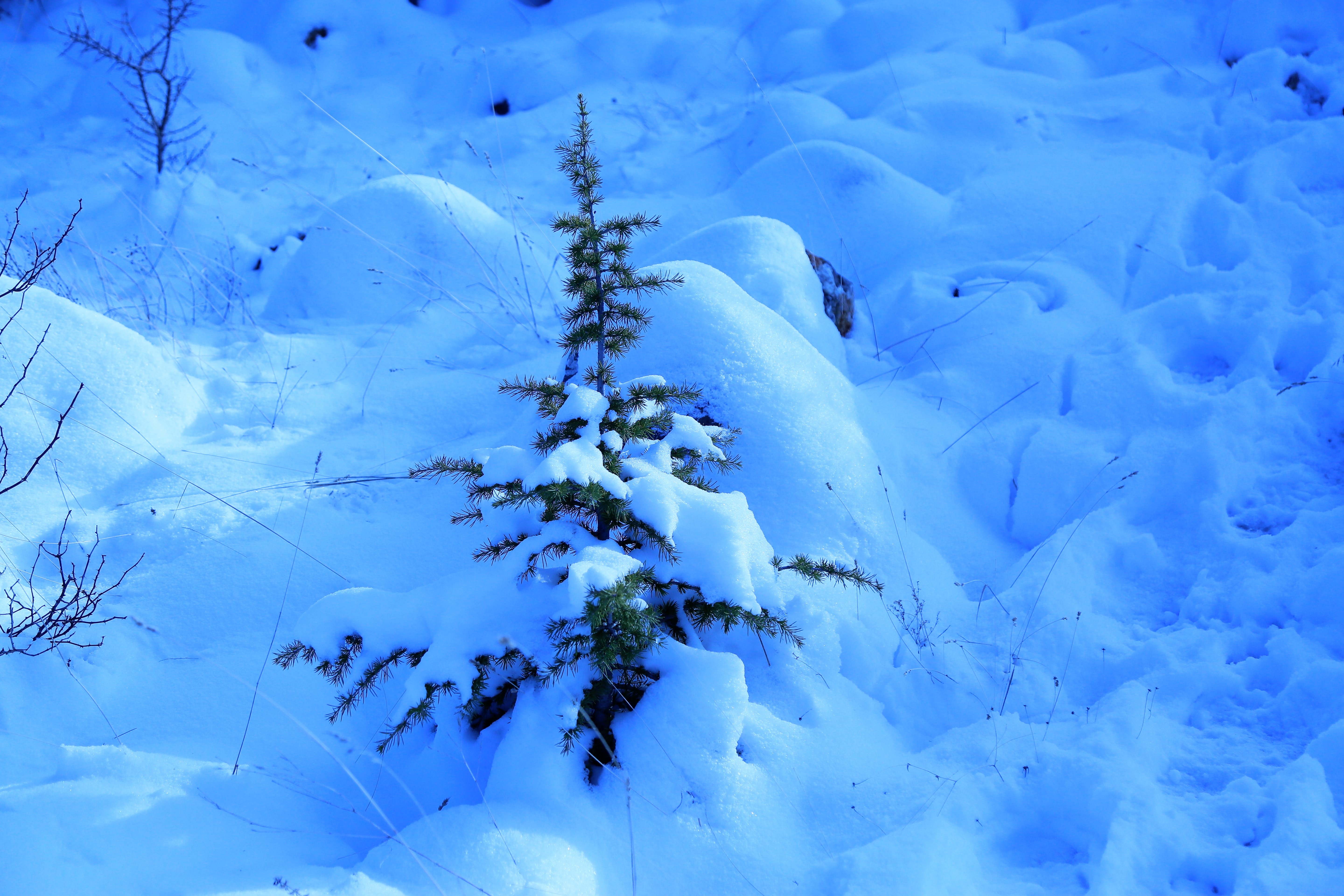 112650 Hintergrundbild herunterladen winter, natur, schnee, fichte, fir, driften, driftet, dornen, stacheln - Bildschirmschoner und Bilder kostenlos