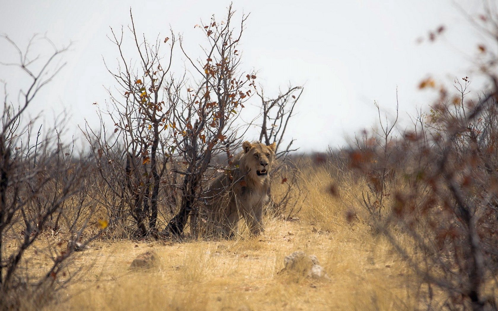 Laden Sie das Natur, Tiere, Ein Löwe, Afrika, Löwe-Bild kostenlos auf Ihren PC-Desktop herunter