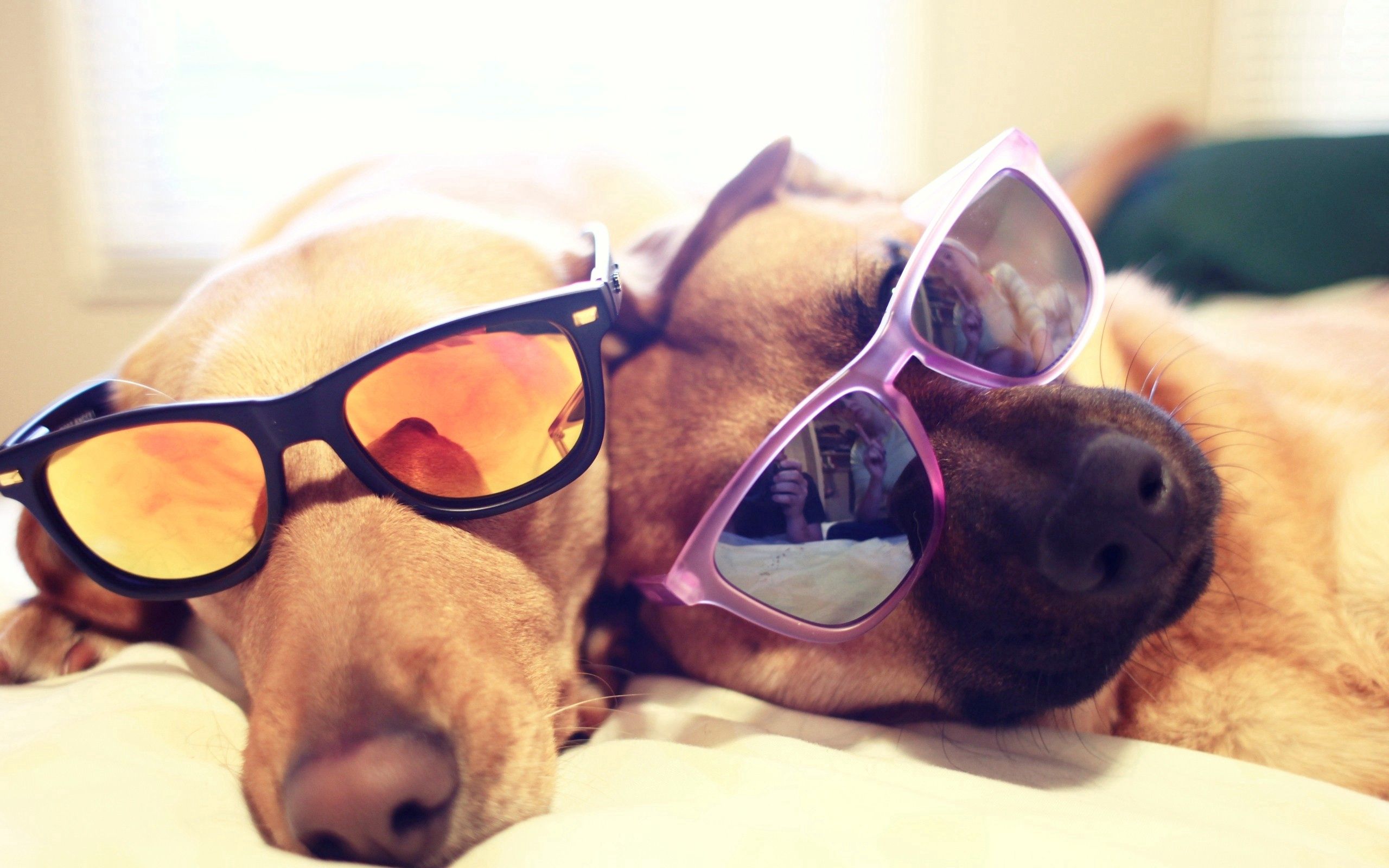 Download mobile wallpaper Lie, To Lie Down, Animals, Spectacles, Glasses, Pair, Couple, Dogs for free.