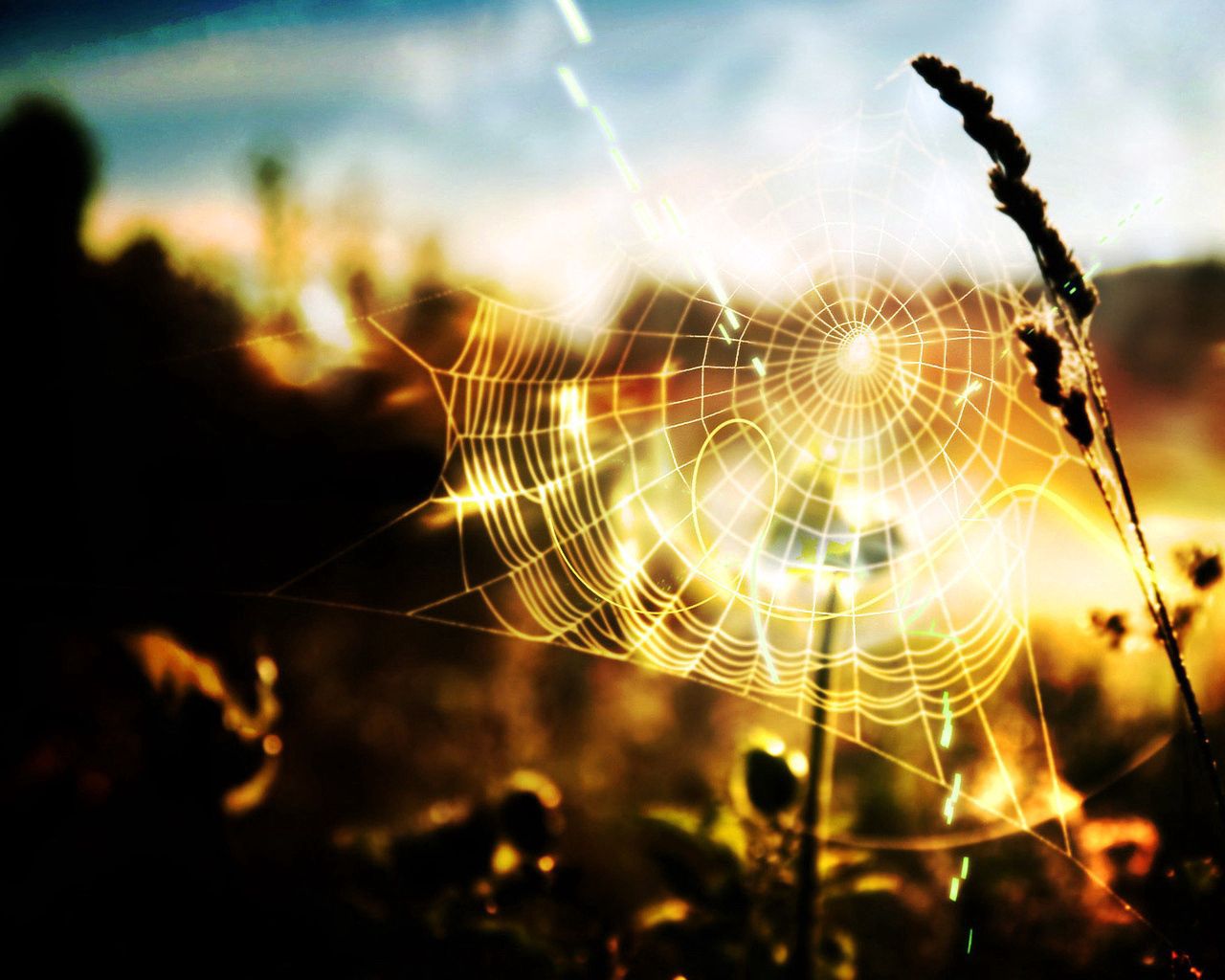 nature, grass, web, threads, thread, sunlight