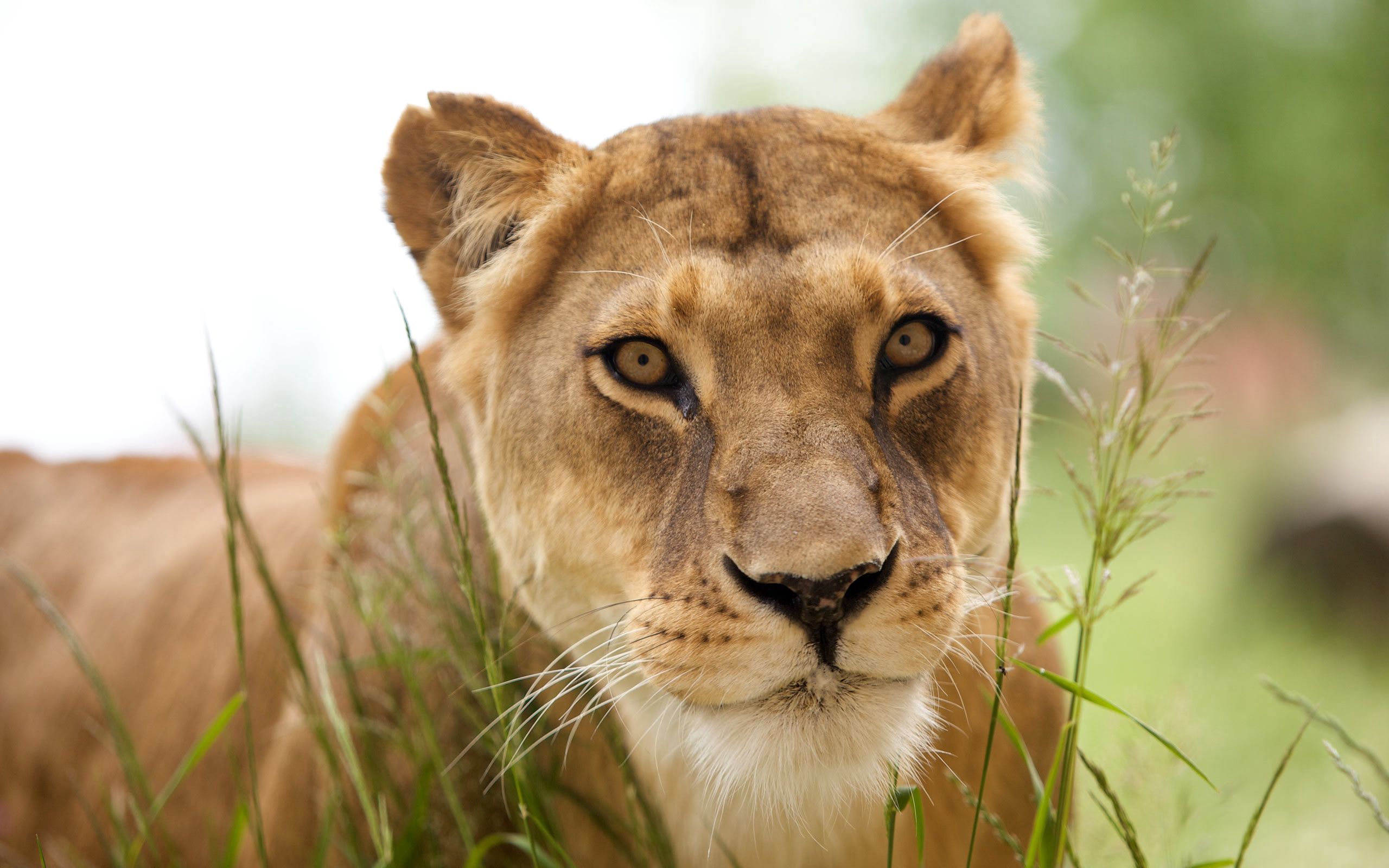 100053 descargar fondo de pantalla animales, hierba, bozal, un leon, león: protectores de pantalla e imágenes gratis