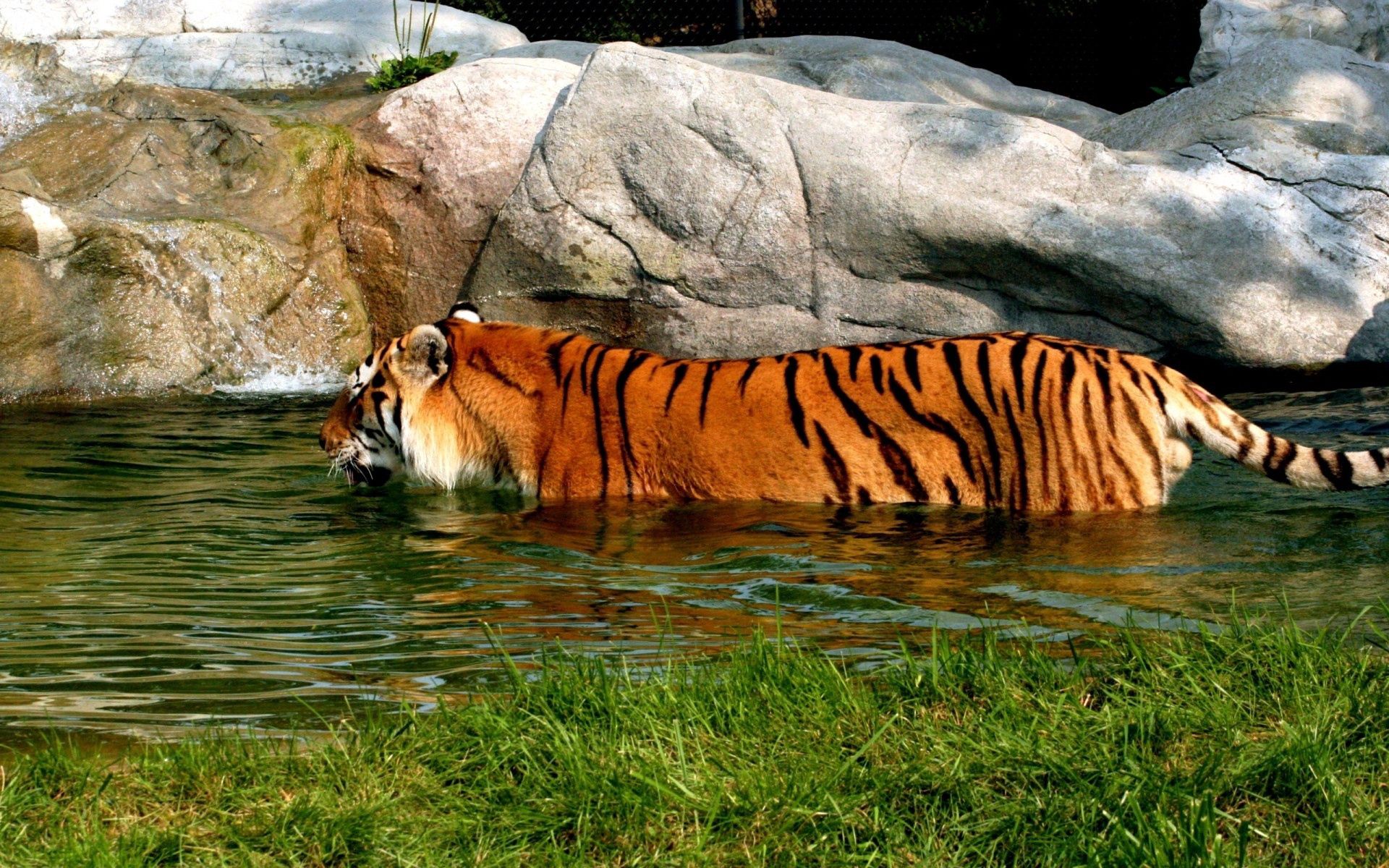 desktop Images big cat, animals, water, stones, predator, tiger, to swim, swim