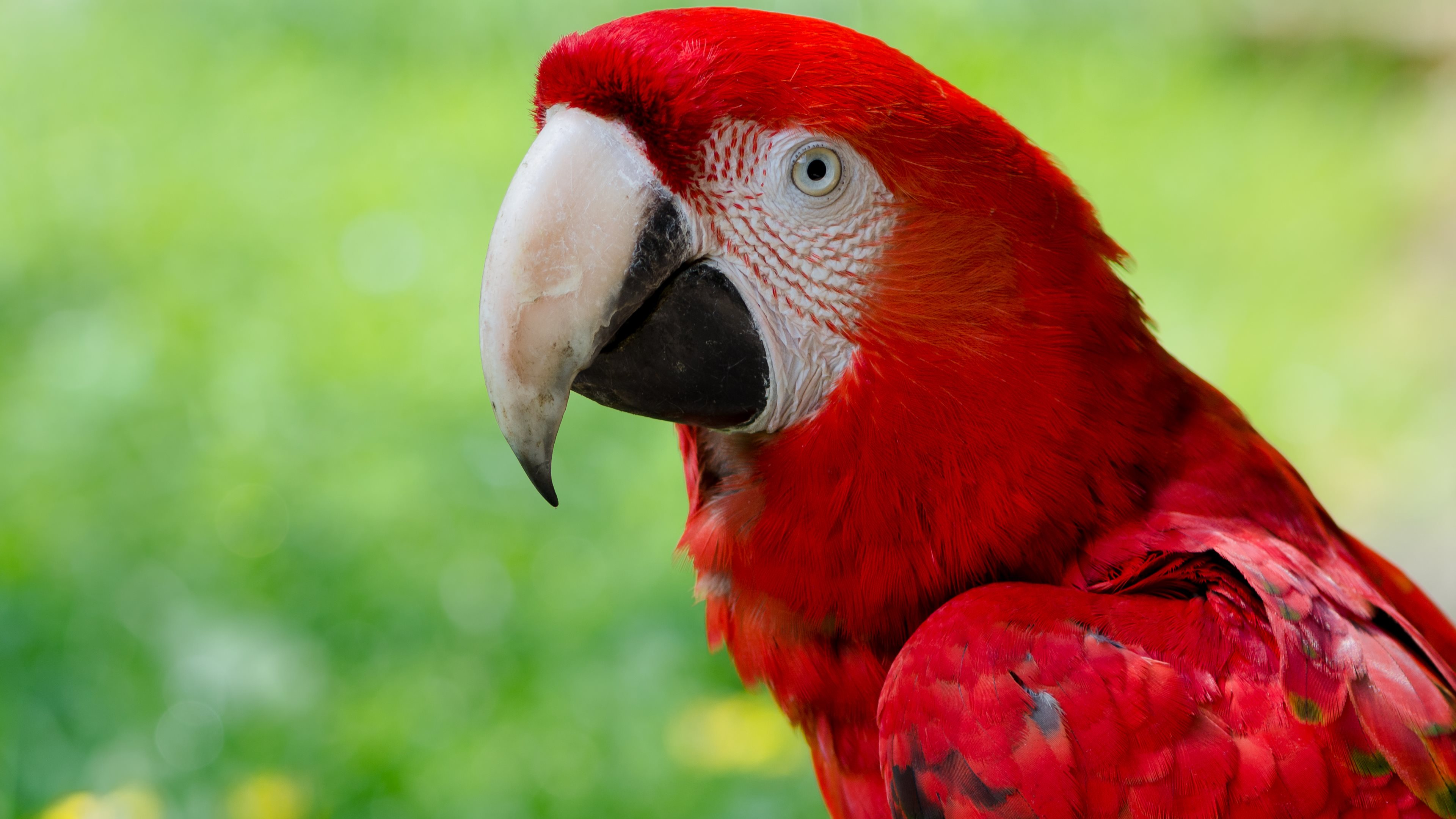 Download mobile wallpaper Red And Green Macaw, Parrot, Birds, Animal for free.