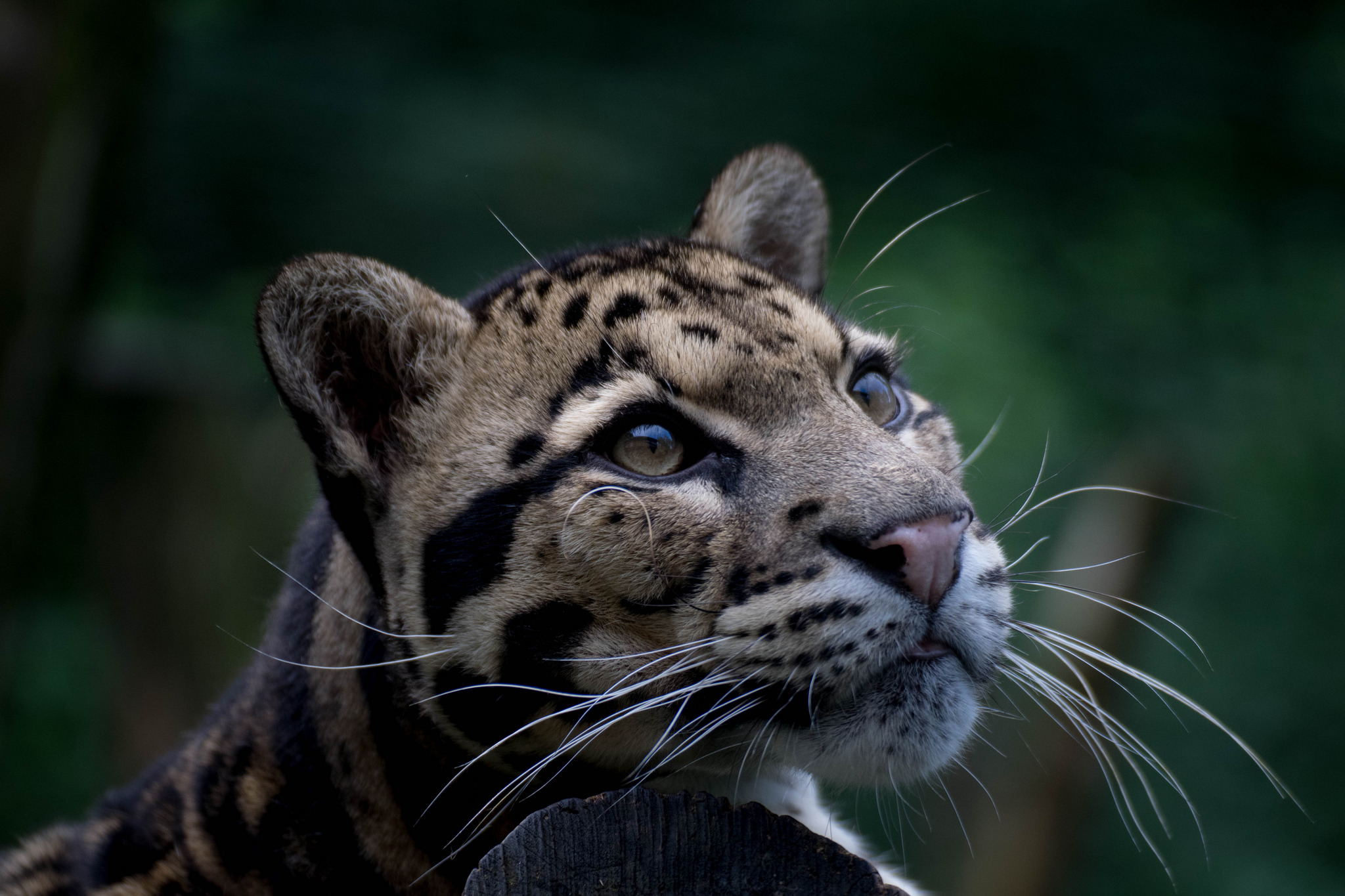 animal, clouded leopard, close up, cats 8K