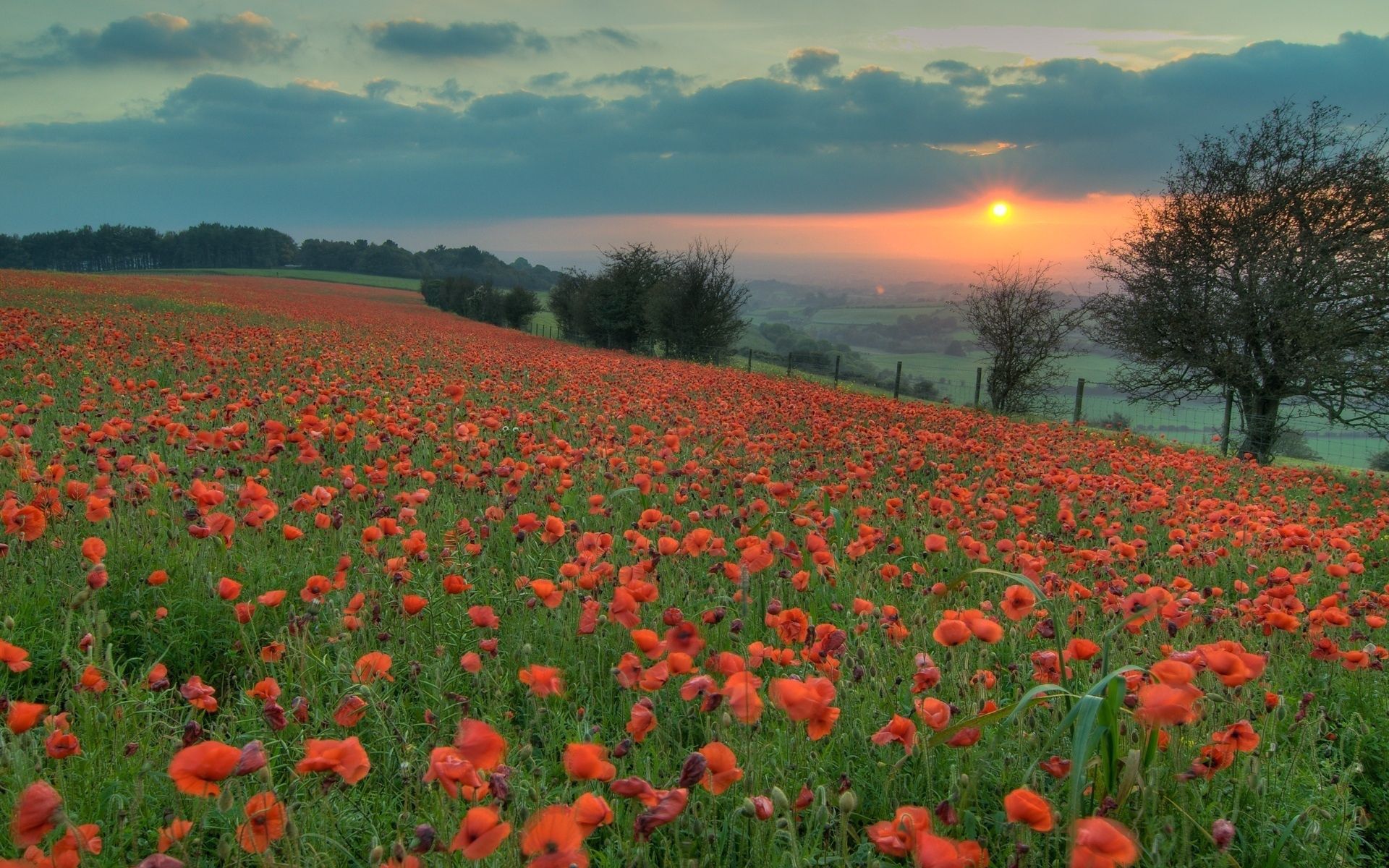 poppies, nature, flowers, sunset, field, evening