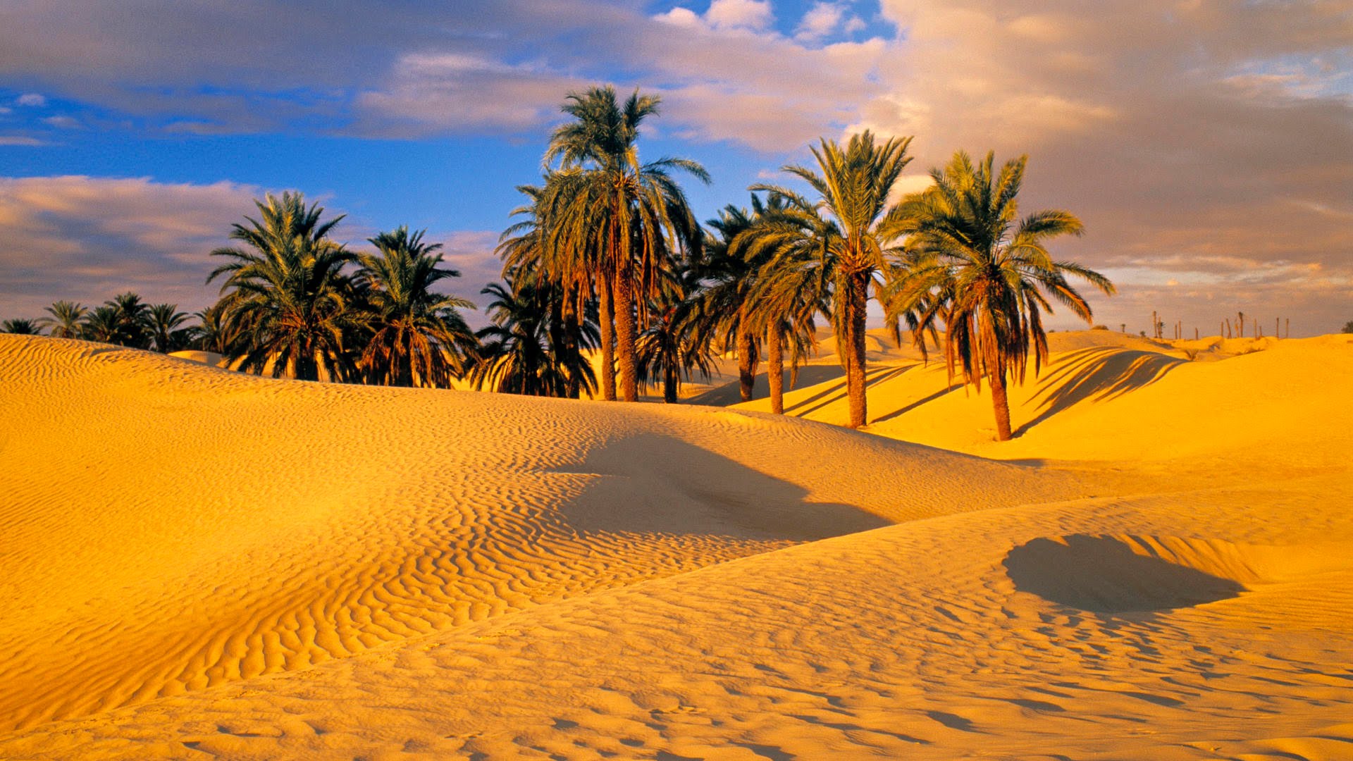 745770 baixar papel de parede terra/natureza, deserto, duna, palmeira, areia - protetores de tela e imagens gratuitamente