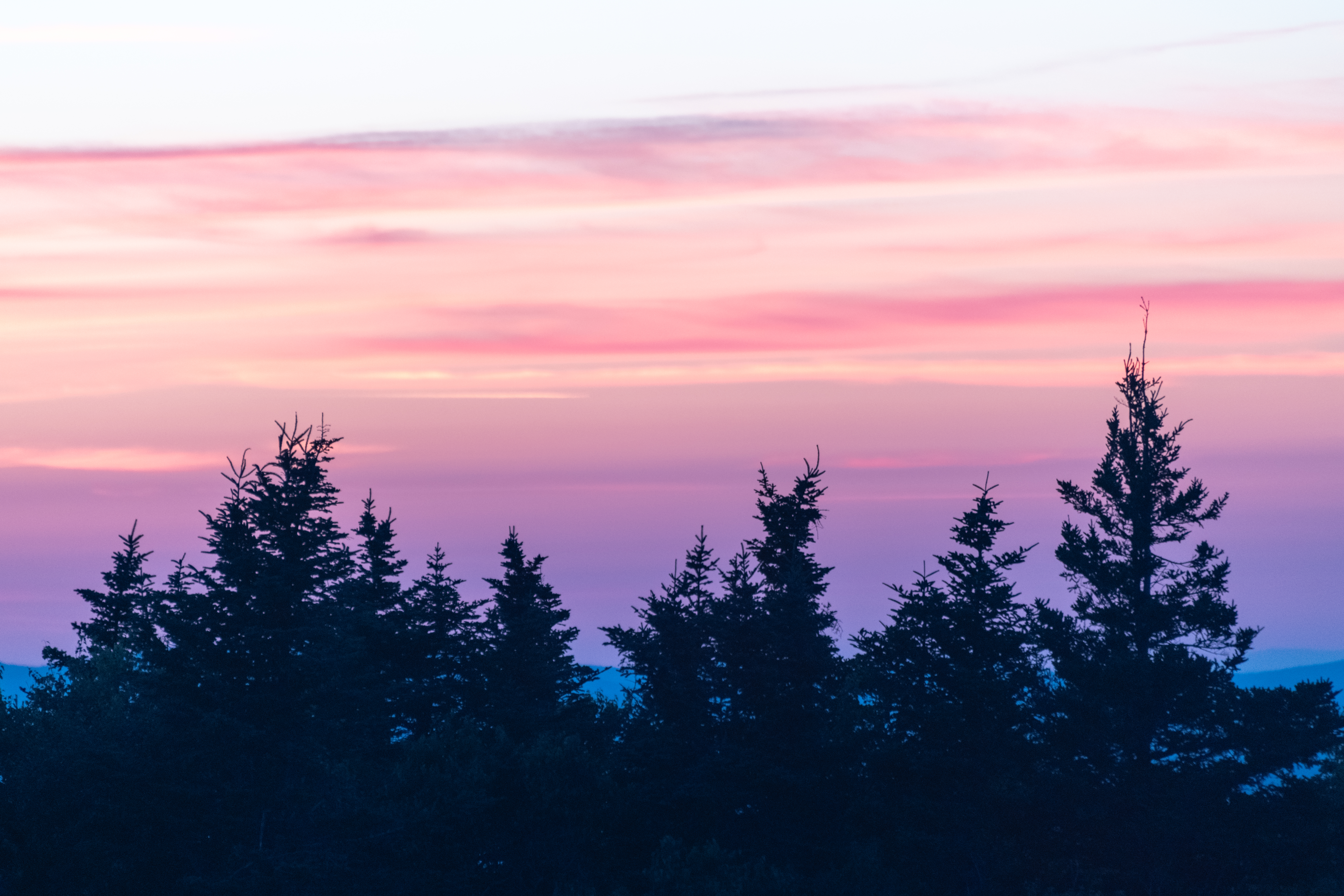 nature, sunset, pink, clouds, fir trees, fog HD for desktop 1080p