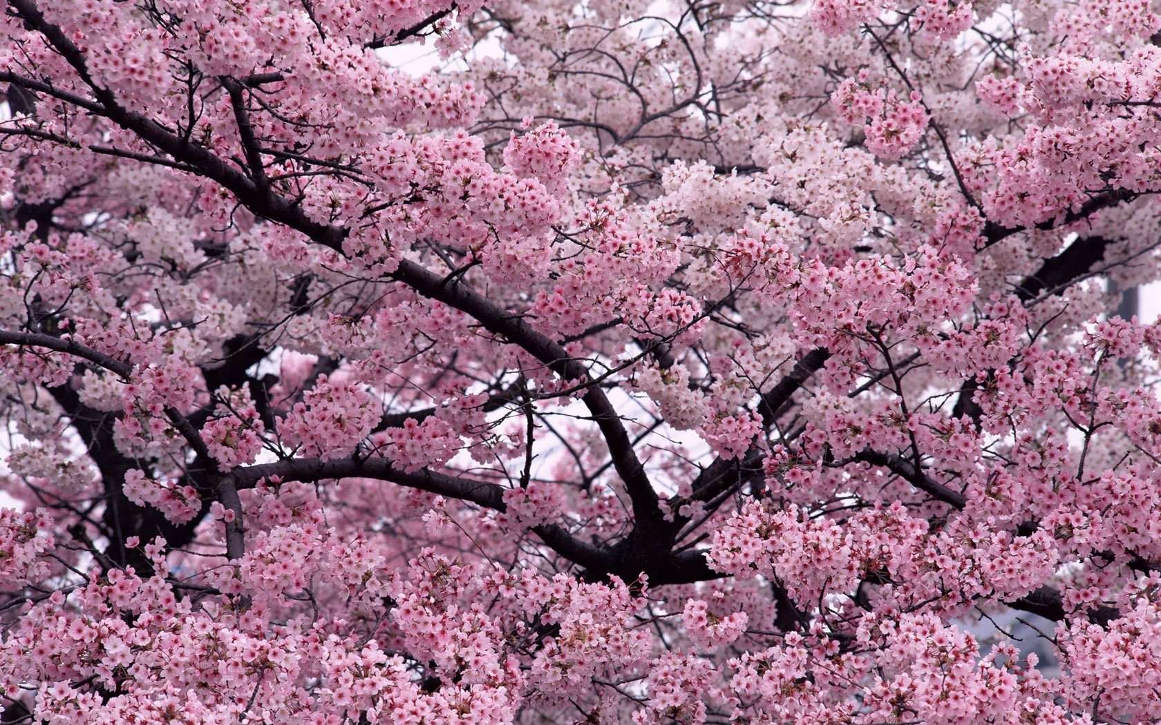 Téléchargez des papiers peints mobile Fleurs, Plantes, Sakura gratuitement.