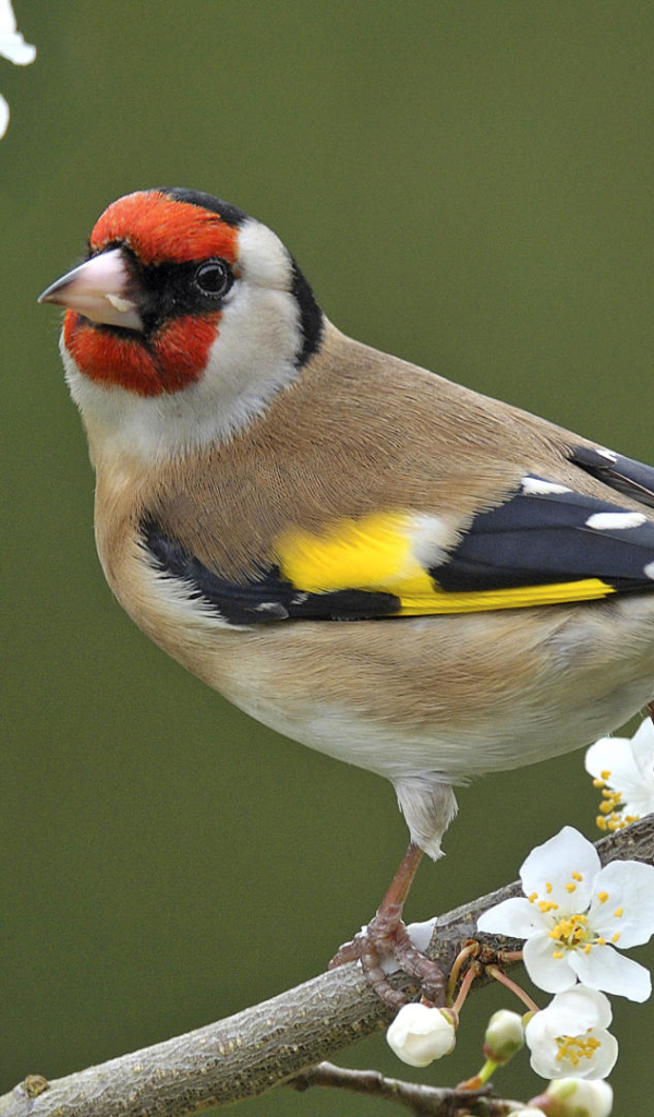 animal, goldfinch, branch, bird, blossom, european goldfinch, birds