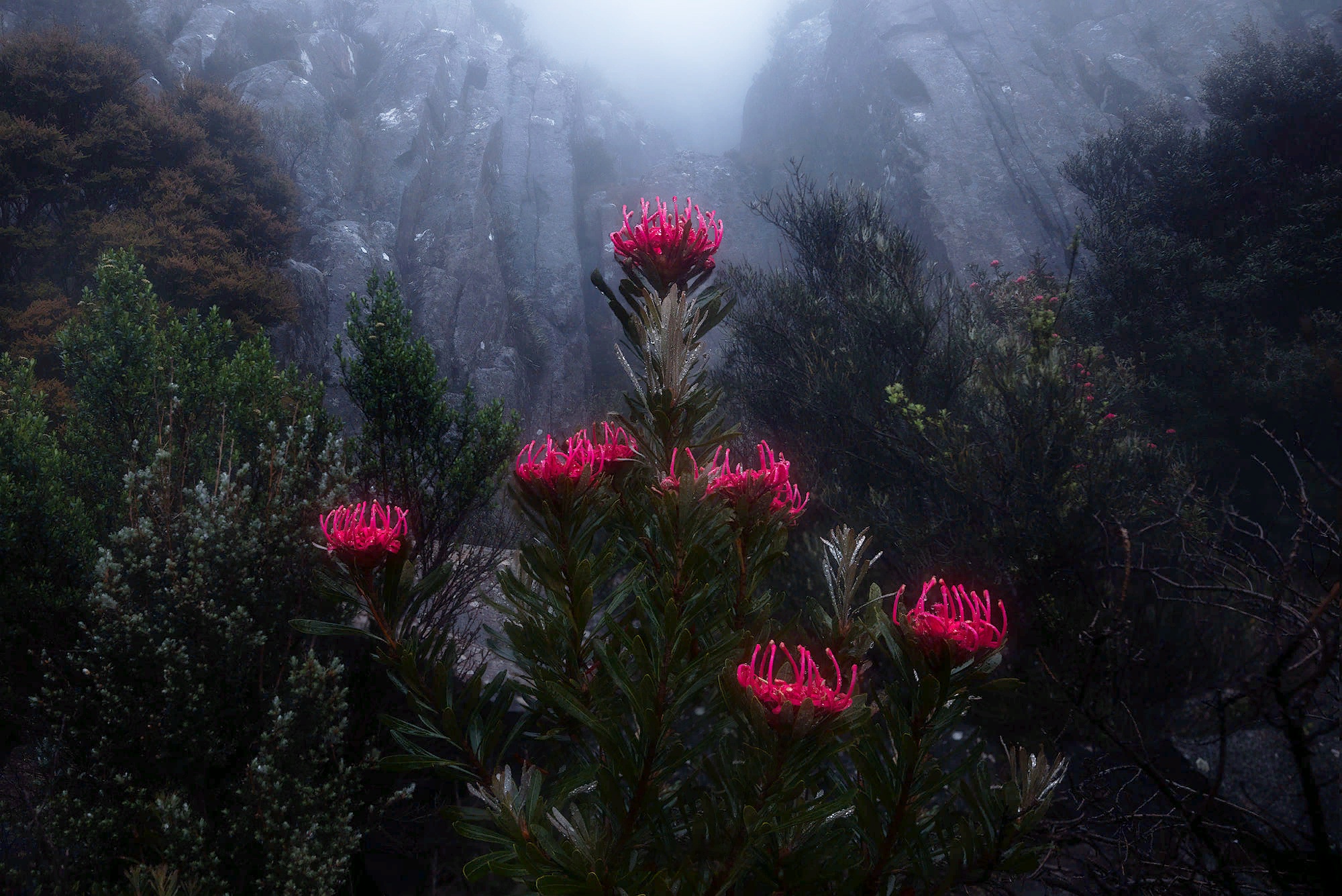 1509248 télécharger le fond d'écran terre/nature, fleur, australie, brouillard, montagne, tasmanie, végétation - économiseurs d'écran et images gratuitement