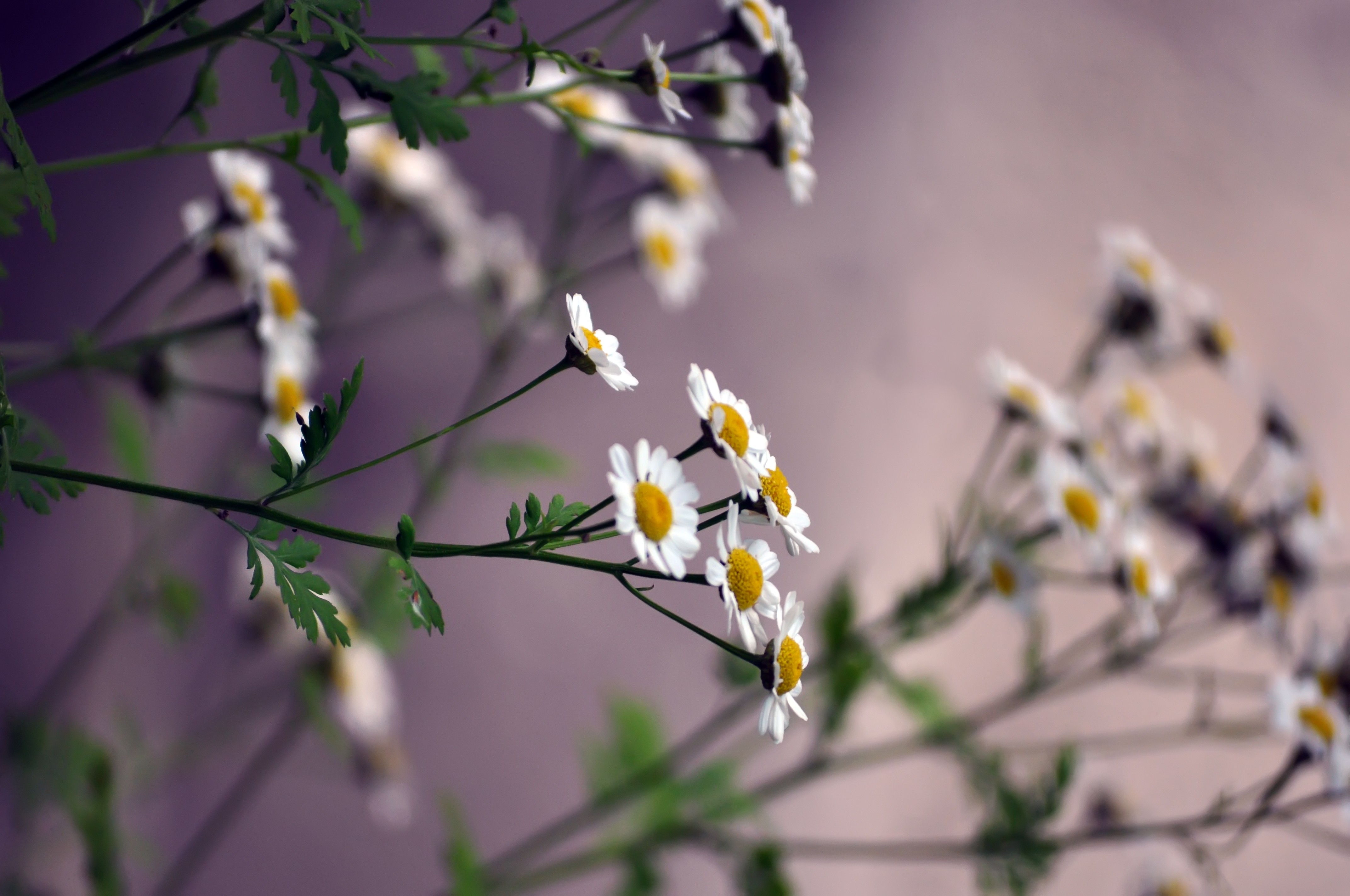 Free download wallpaper Blur, Smooth, Flowers, Camomile on your PC desktop