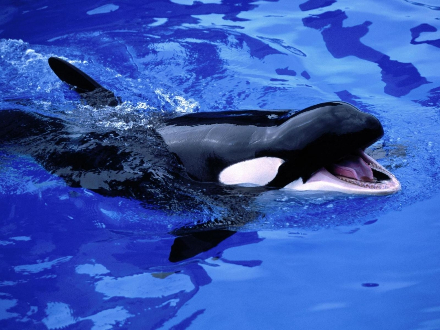 Baixar papel de parede para celular de Animais, As Orcas gratuito.