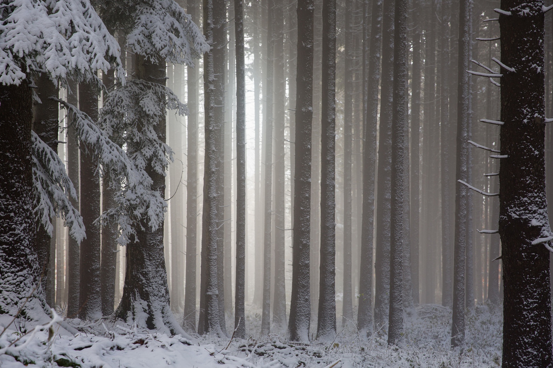Снегопад в Сосновом лесу