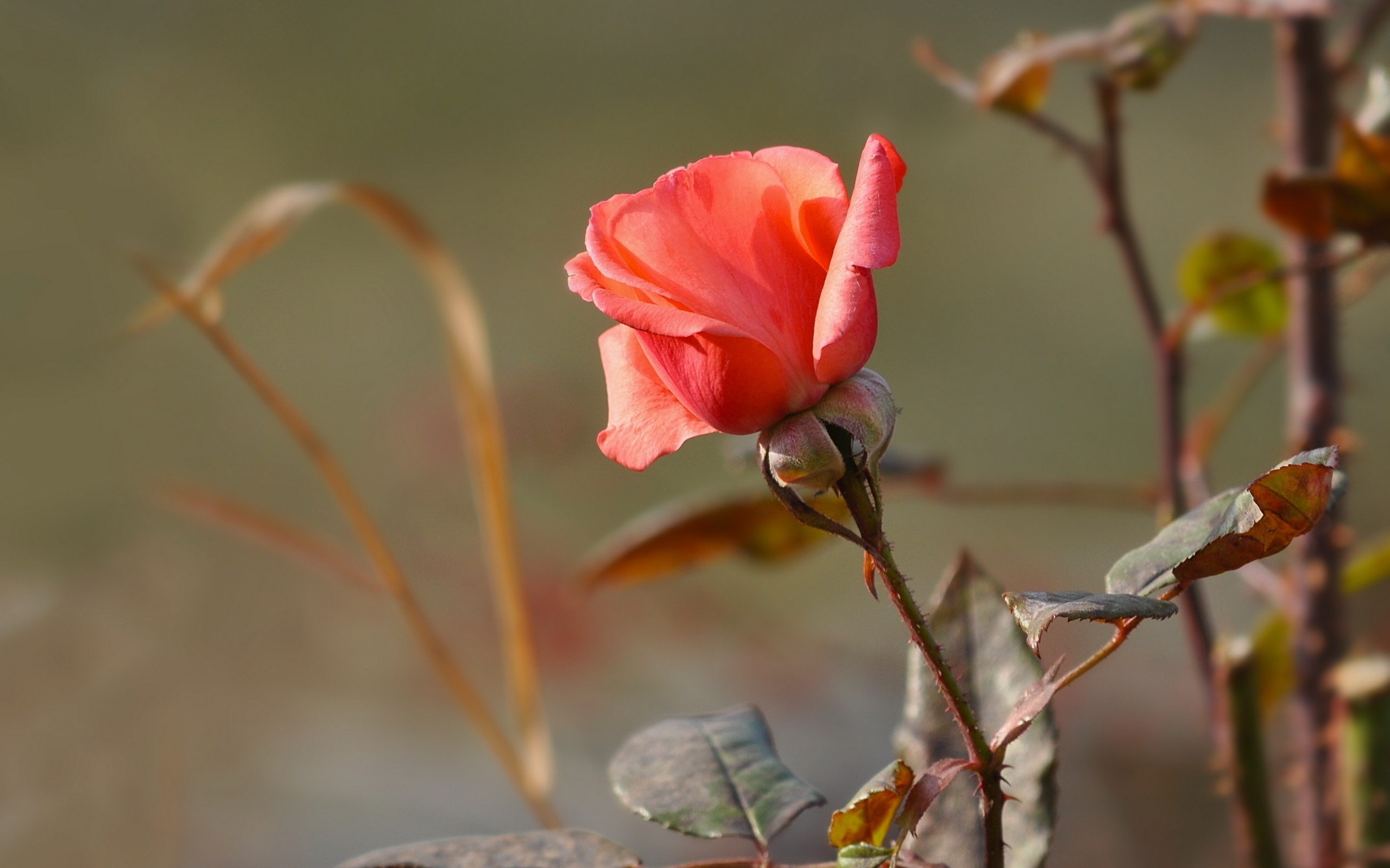 Осенние Розы