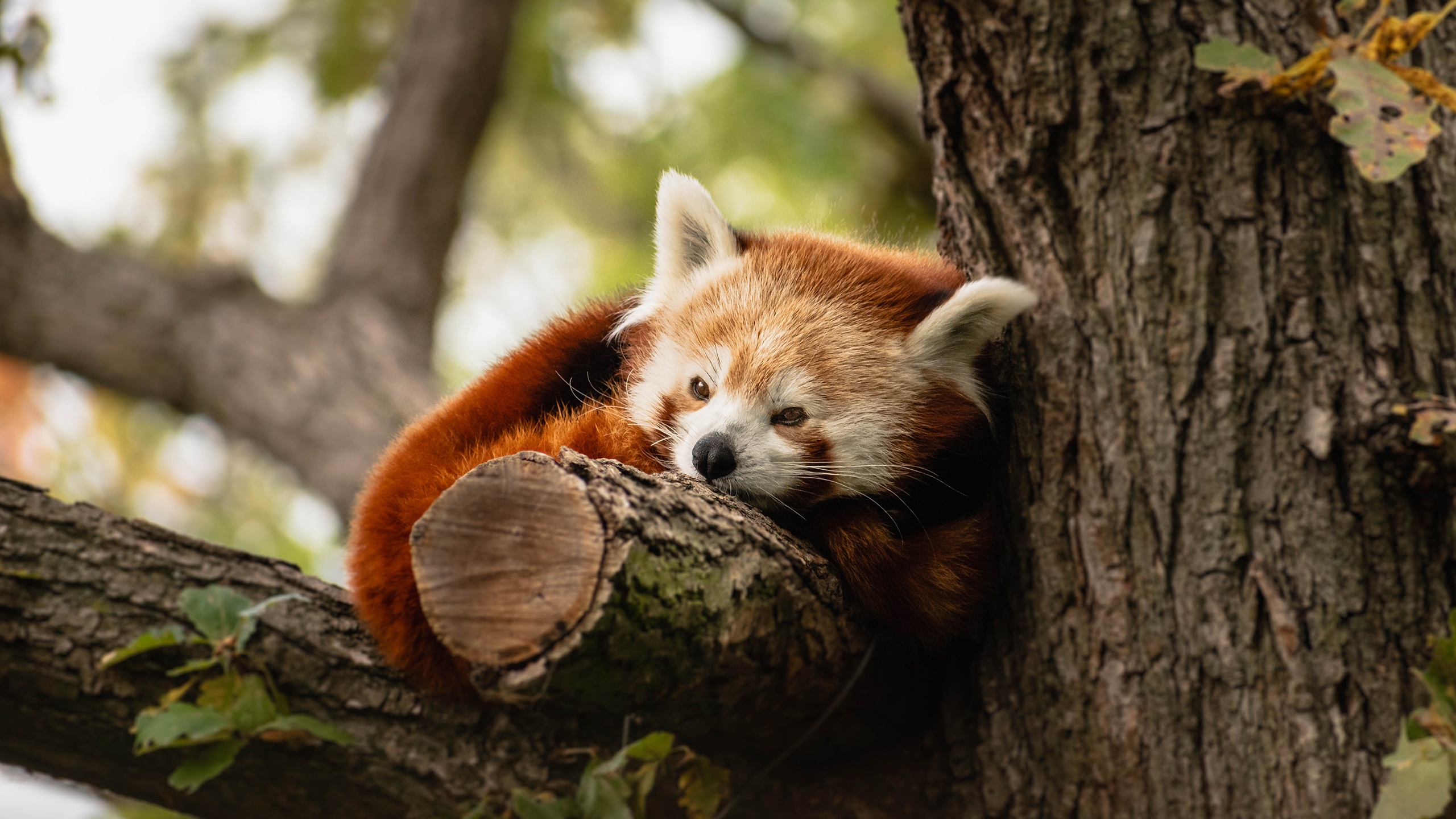 animal, red panda, trunk