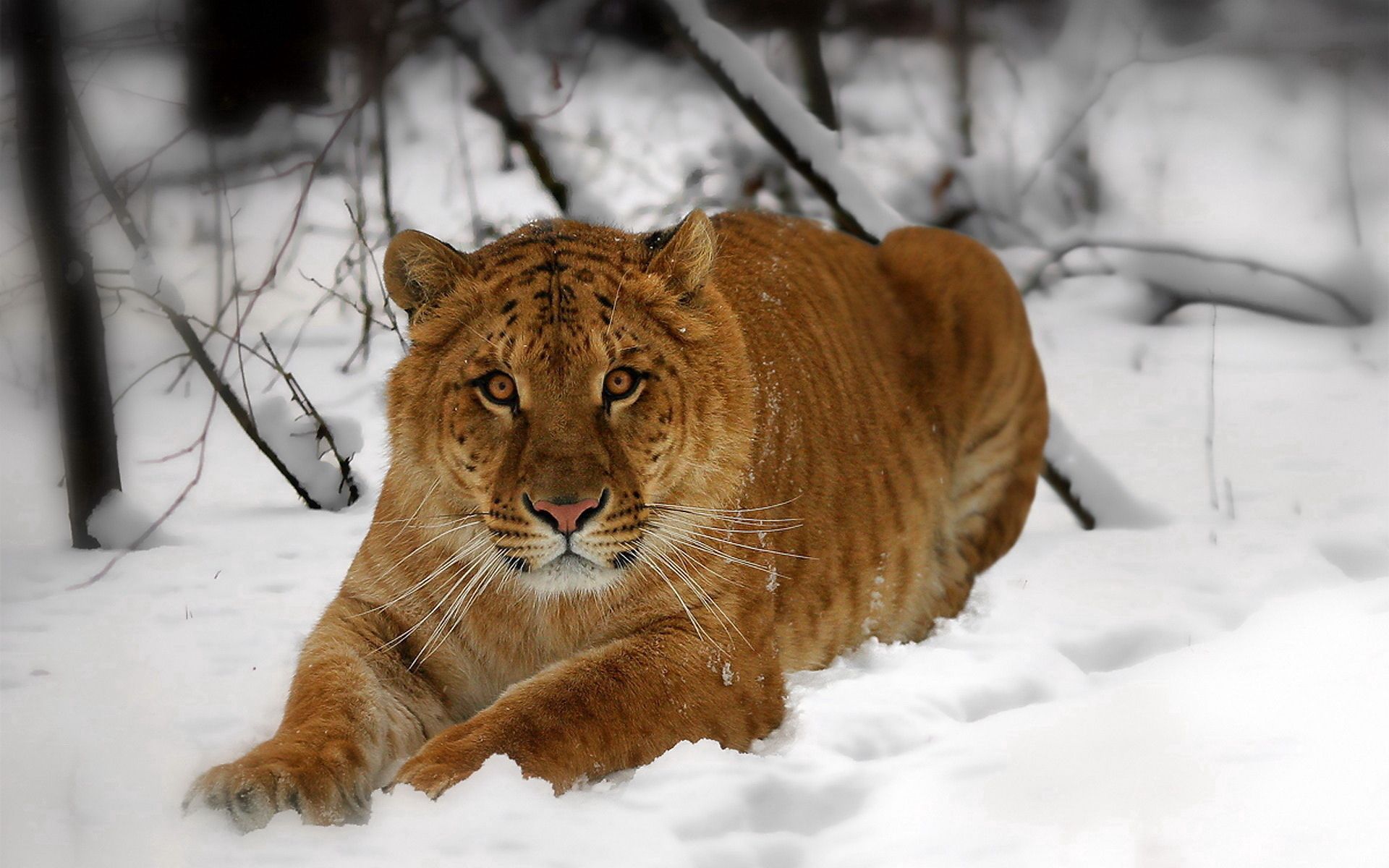 Download mobile wallpaper Snow, To Lie Down, Lie, Muzzle, Animals, Predator, Tiger for free.