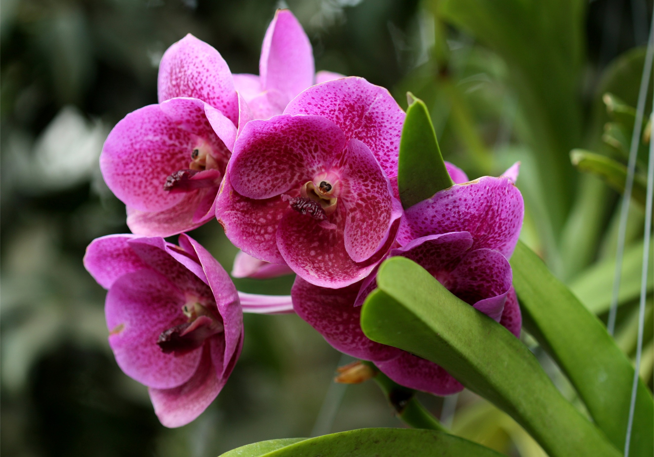 Орхидея Фловерс