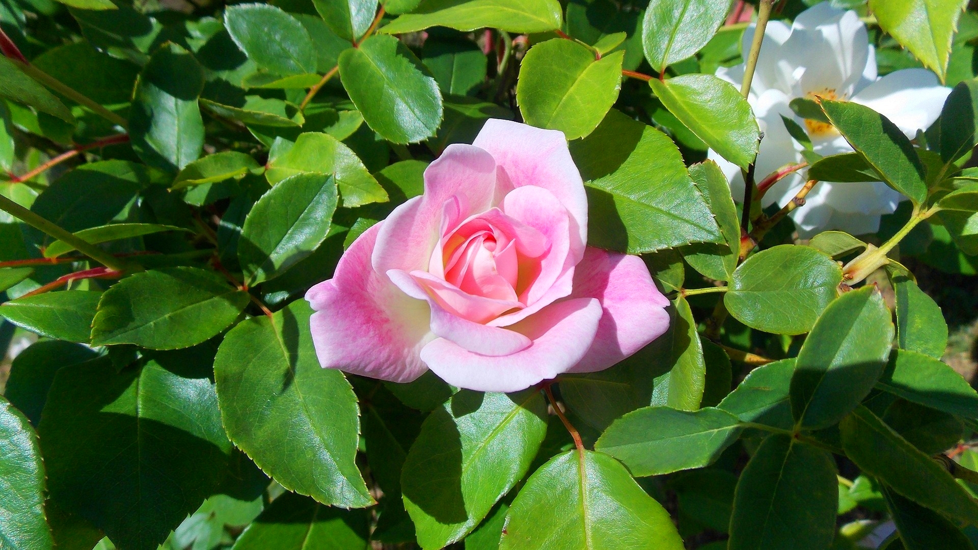 flowers, pink rose, rose, earth, flower, leaf, pink flower, rose bush HD wallpaper