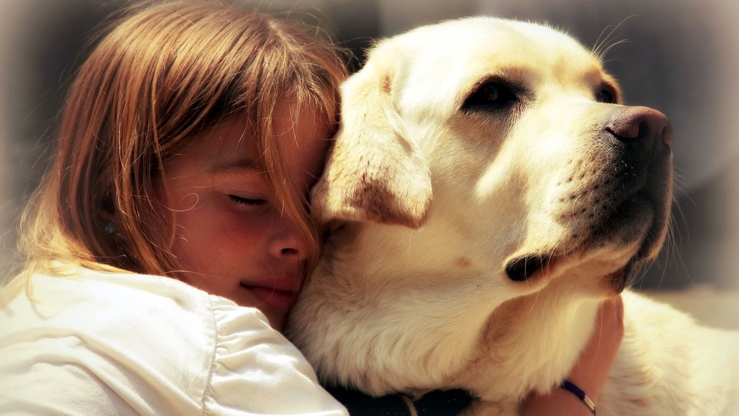Порода которая любит детей. Лабрадор ретривер золотистый. Собака друг человека. Любовь к животным. Домашние животные и человек.