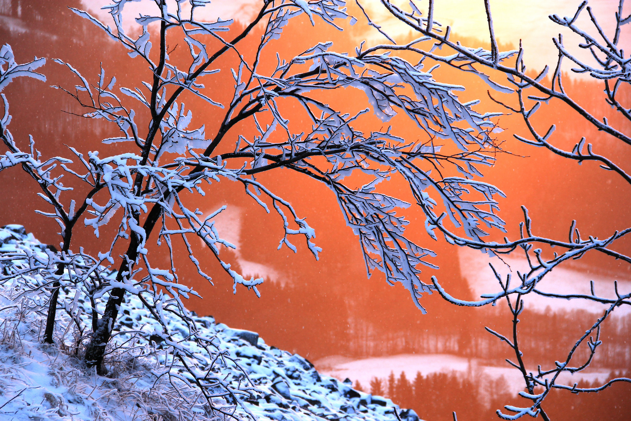 Деревья в снегу красками