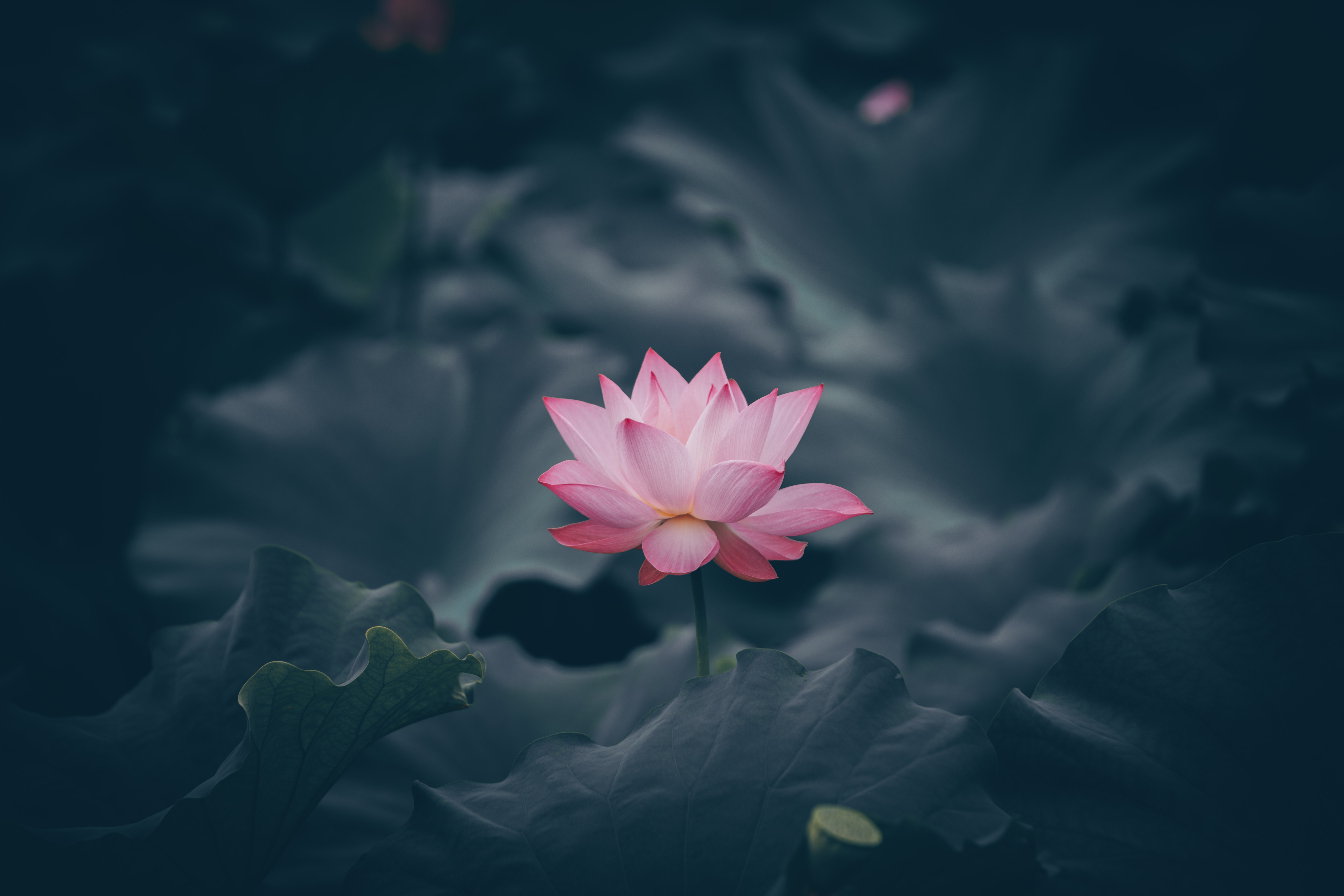 flower, lotus, water, flowers, bloom, flowering, basin Smartphone Background