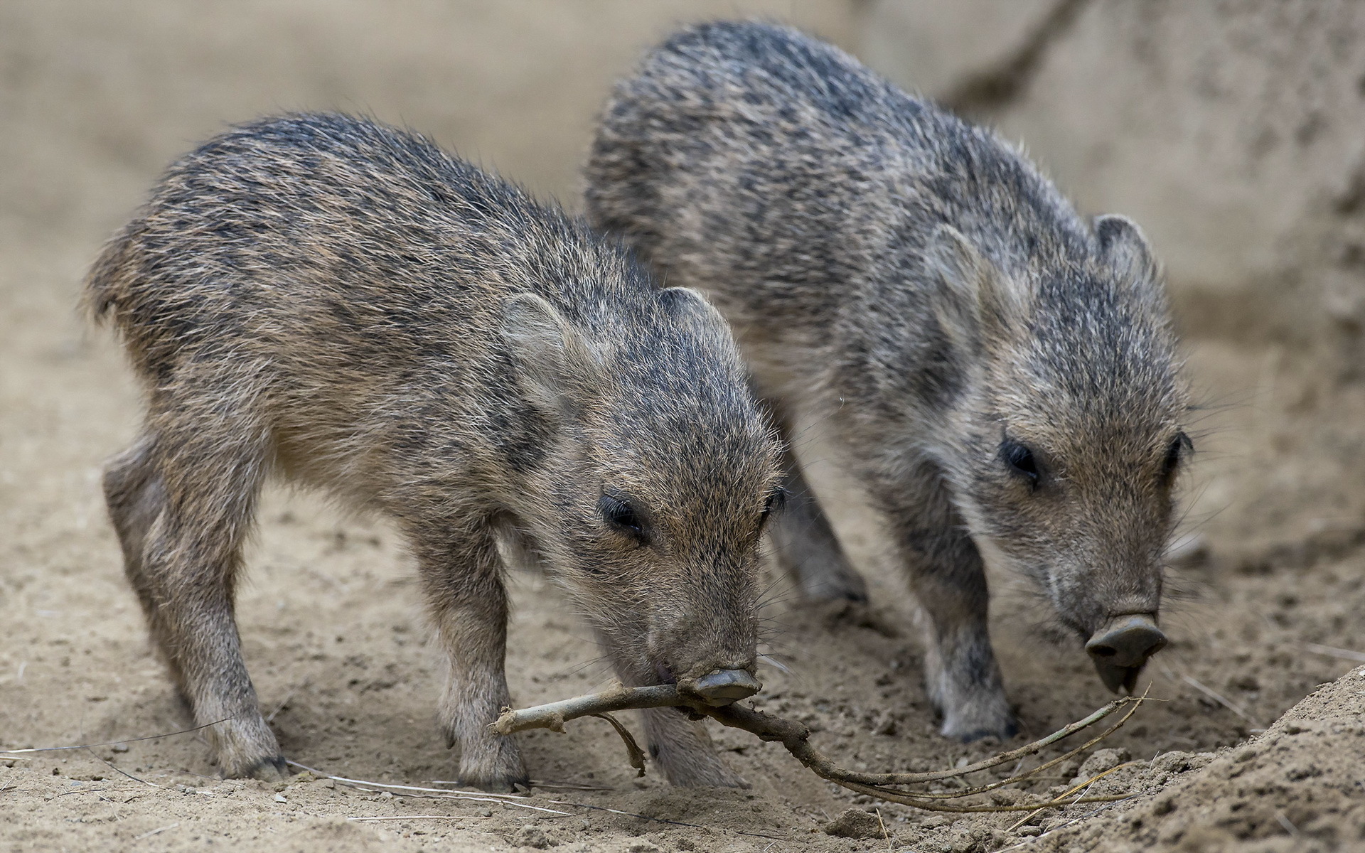 animal, boar wallpapers for tablet