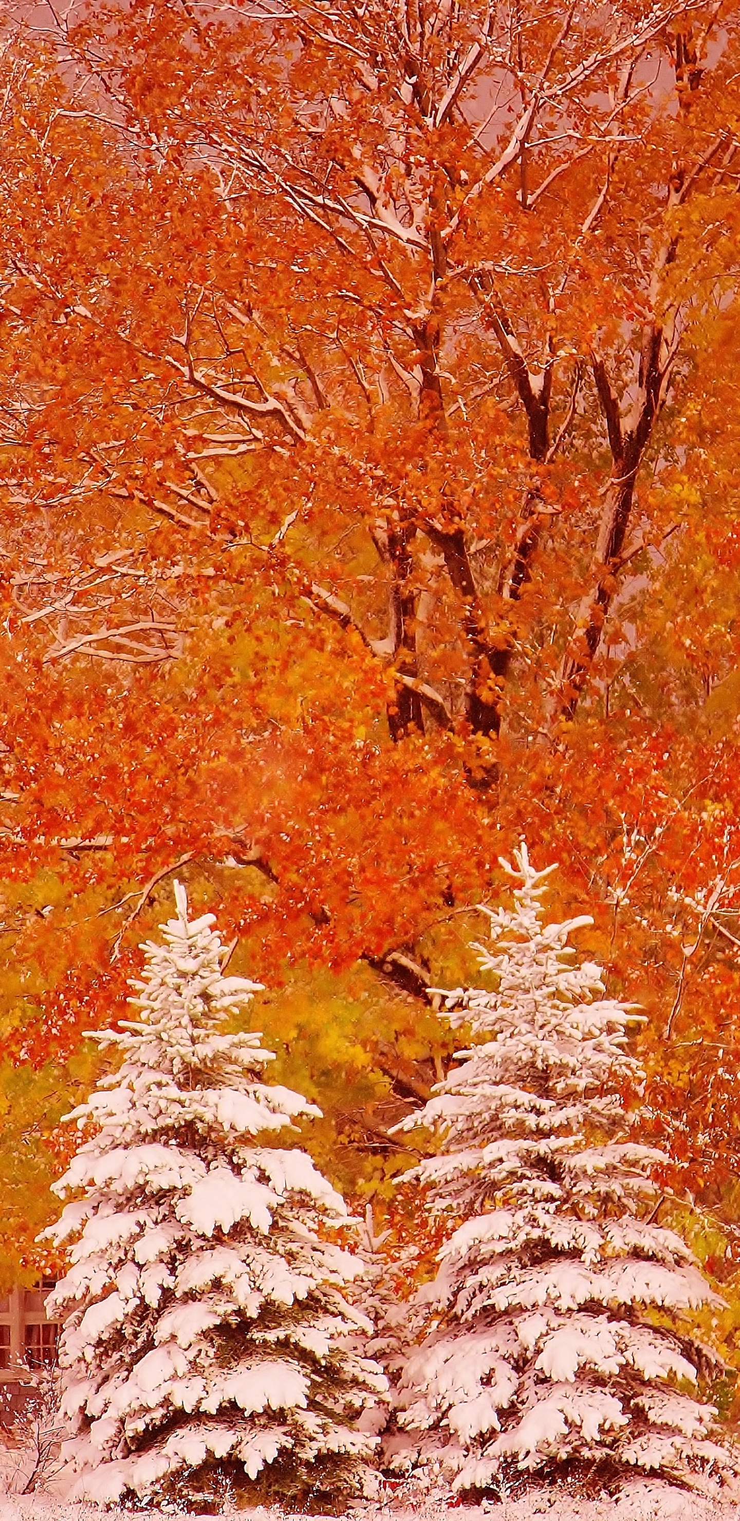 Download mobile wallpaper Snow, Tree, Fall, Earth, Photography for free.