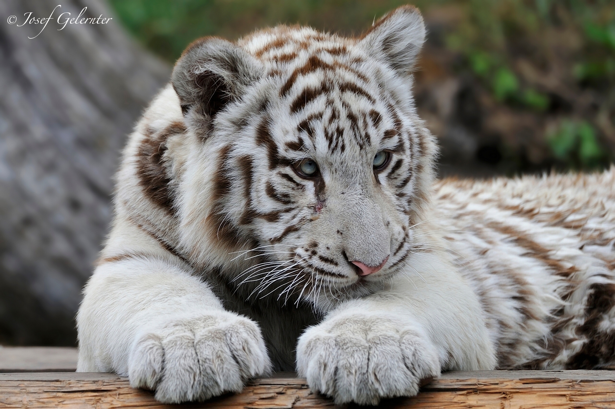 Белый тигр 1995
