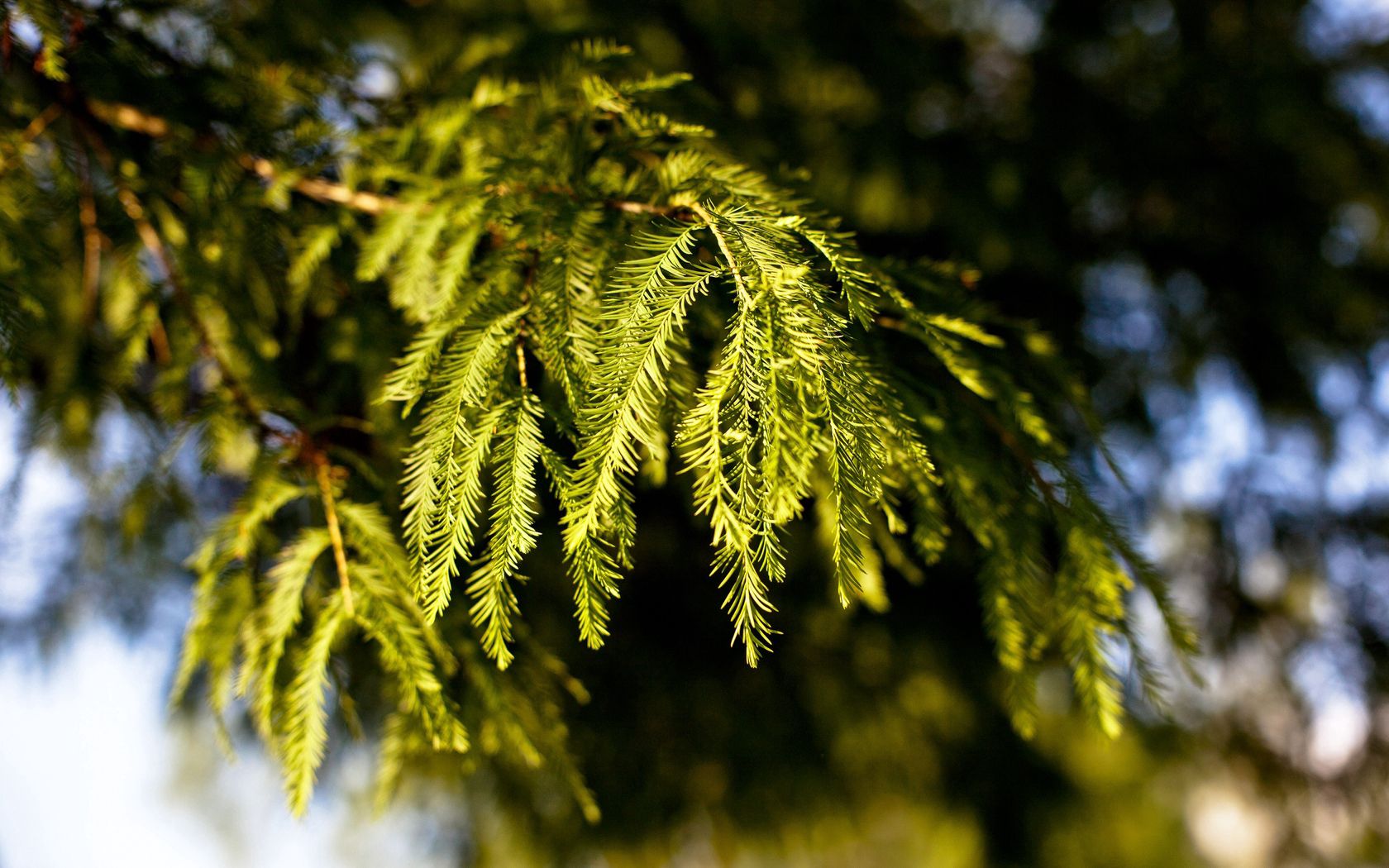 nature, green, conifers, coniferous, blur, branches, spruce, fir