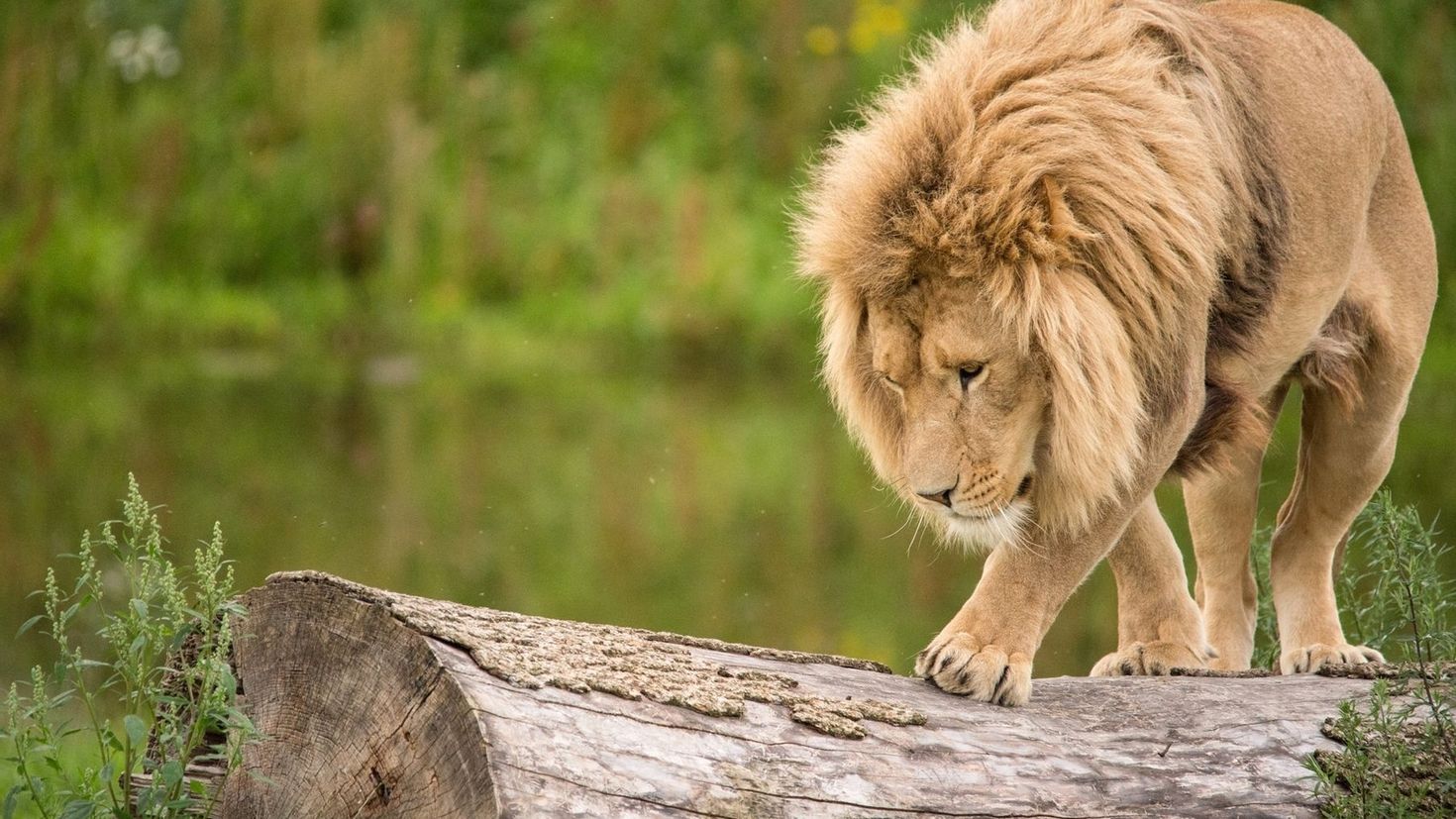 красивые фото льва