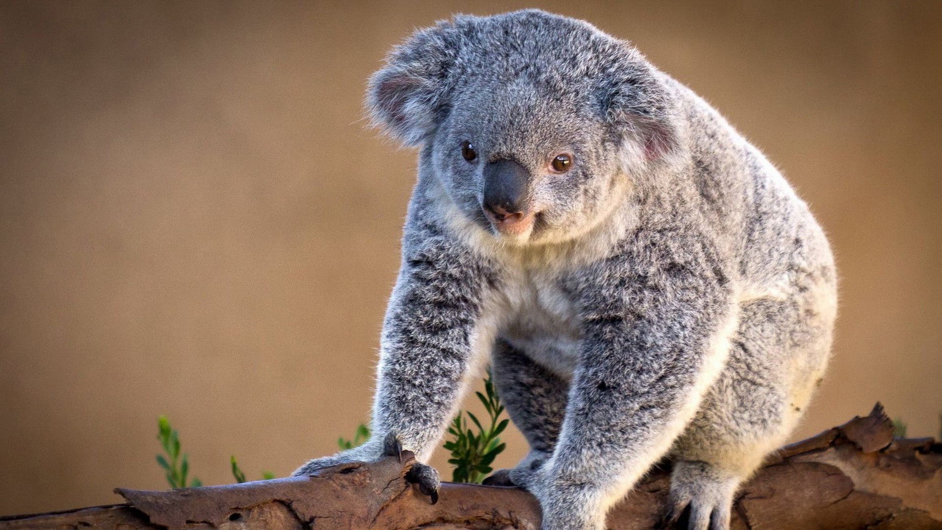 529776 télécharger l'image animaux, koala - fonds d'écran et économiseurs d'écran gratuits