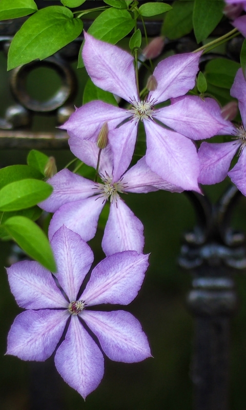 man made, flower, close up, purple flower, clematis, still life