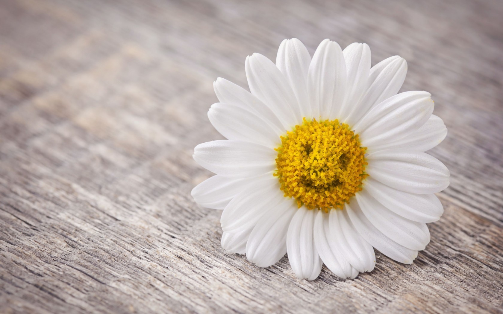 Download mobile wallpaper Flowers, Camomile, Plants for free.