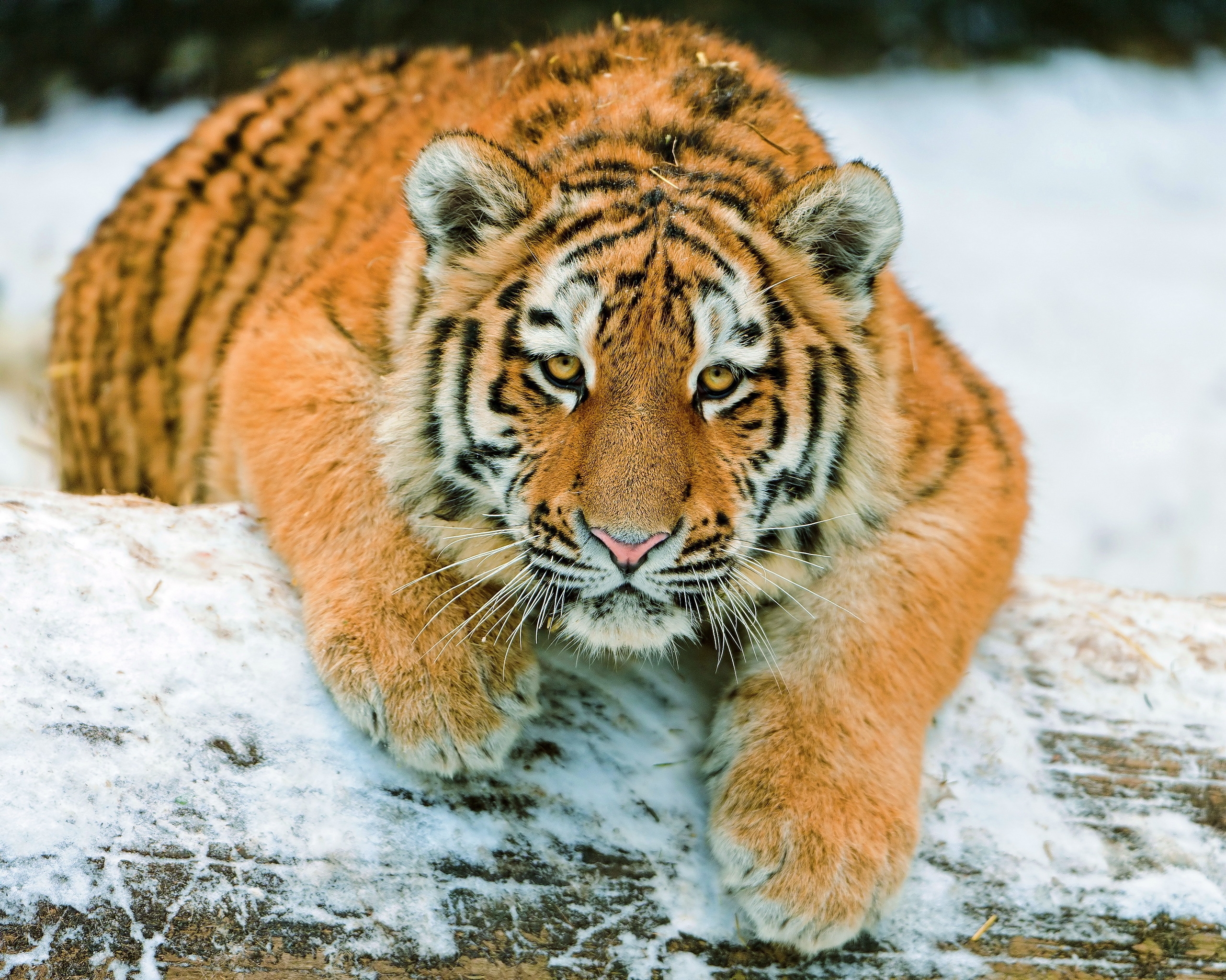 Download mobile wallpaper Snow, To Lie Down, Lie, Animals, Predator, Tiger Cub, Tiger for free.
