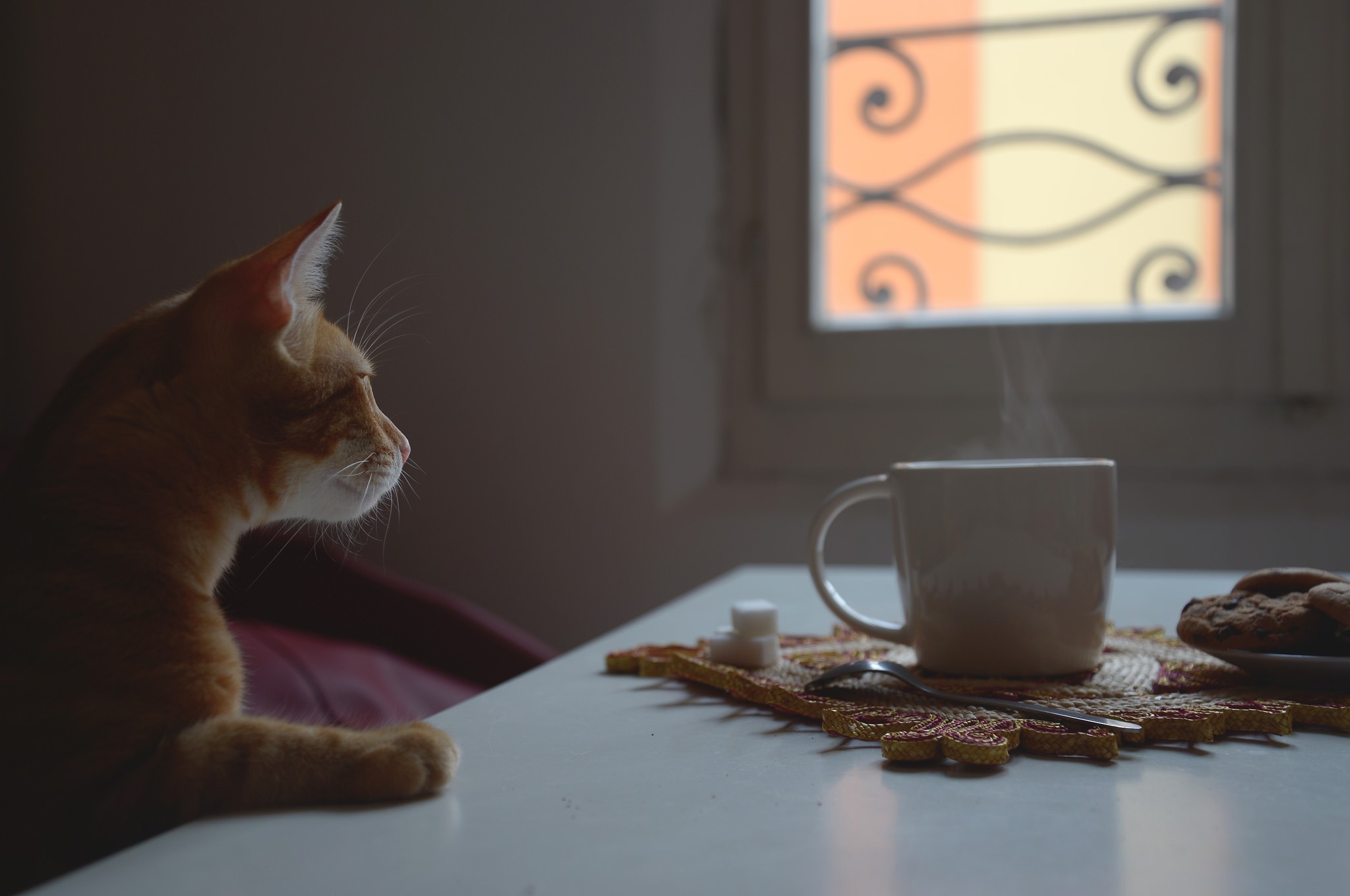 animal, cat, cup, spoon, sugar, table, tea, window, cats