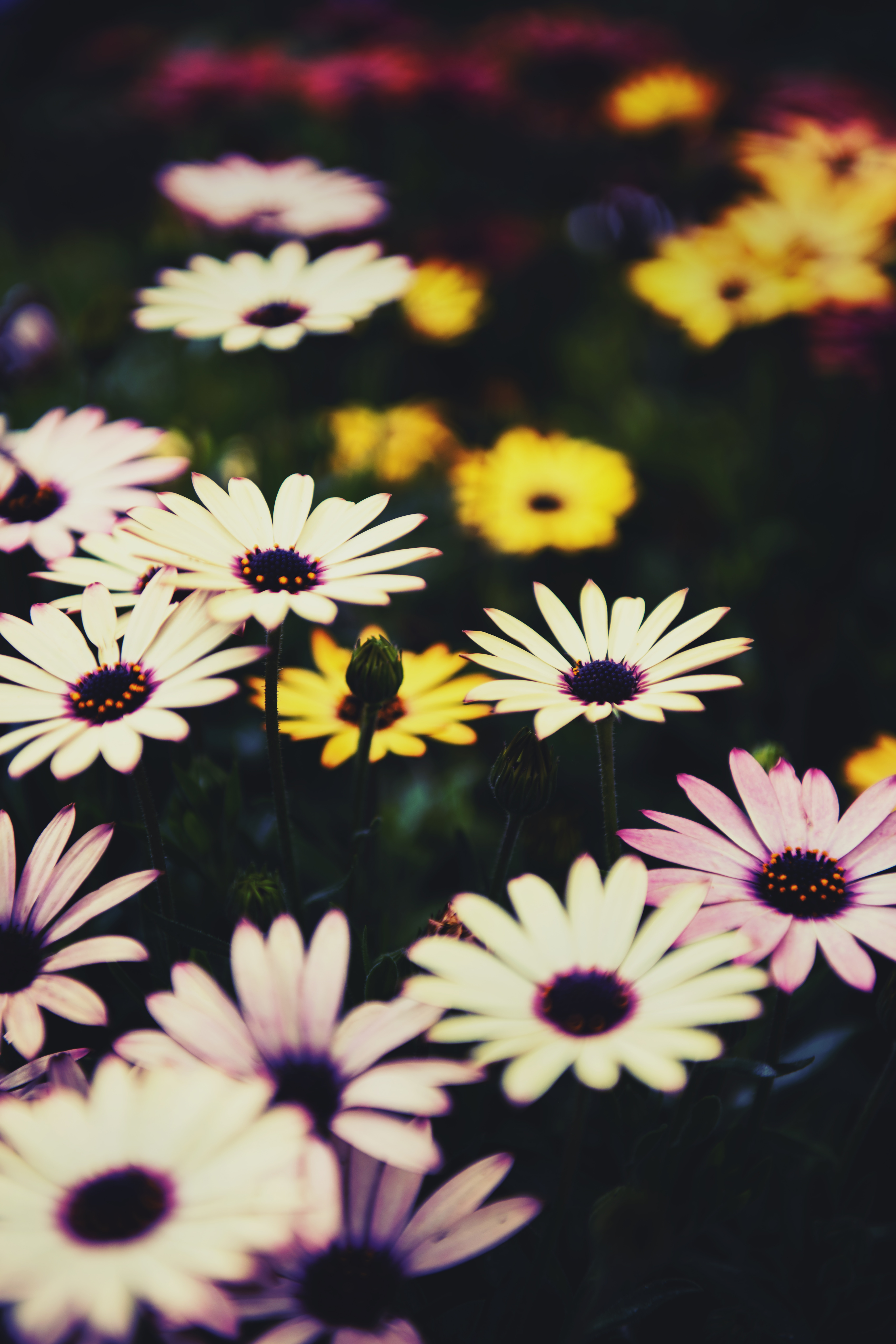 african chamomile, flowers, flower bed, flowerbed, osteospermum, african daisy