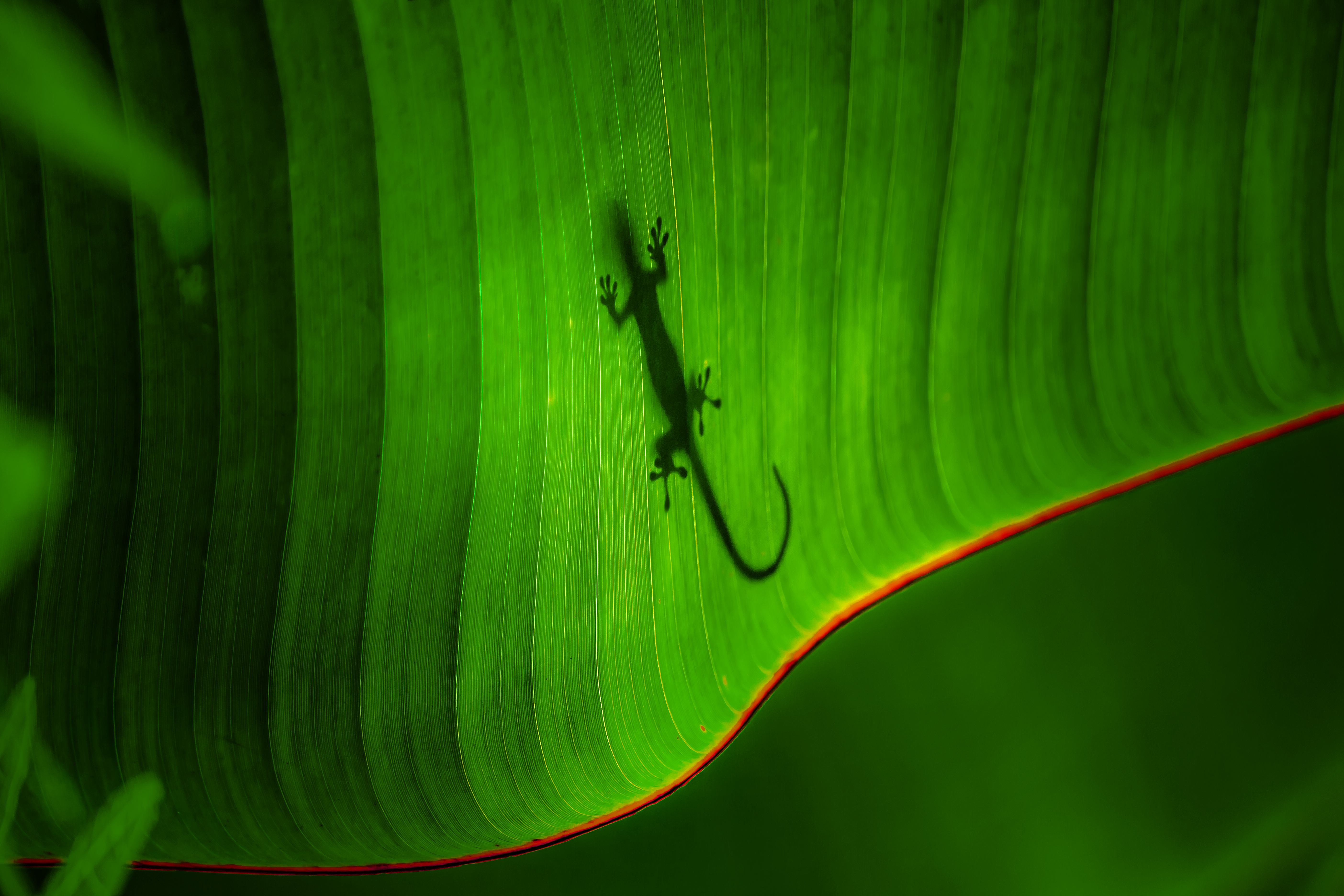 Download mobile wallpaper Nature, Silhouette, Leaf, Animal, Lizard, Reptiles, Gecko, Greenery for free.